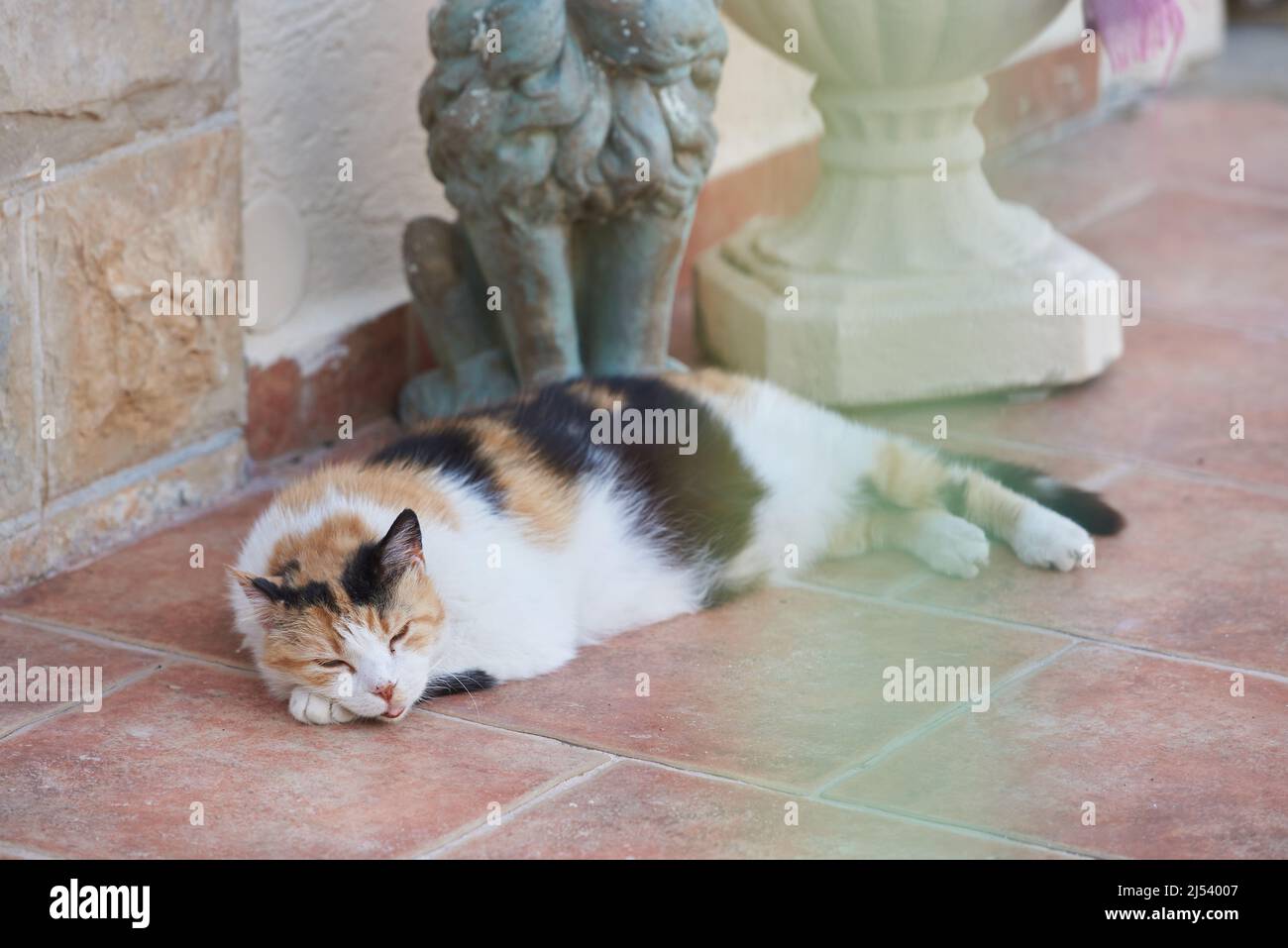 Un gatto con bocca aperta dorme su una piastrella in una giornata calda Foto Stock