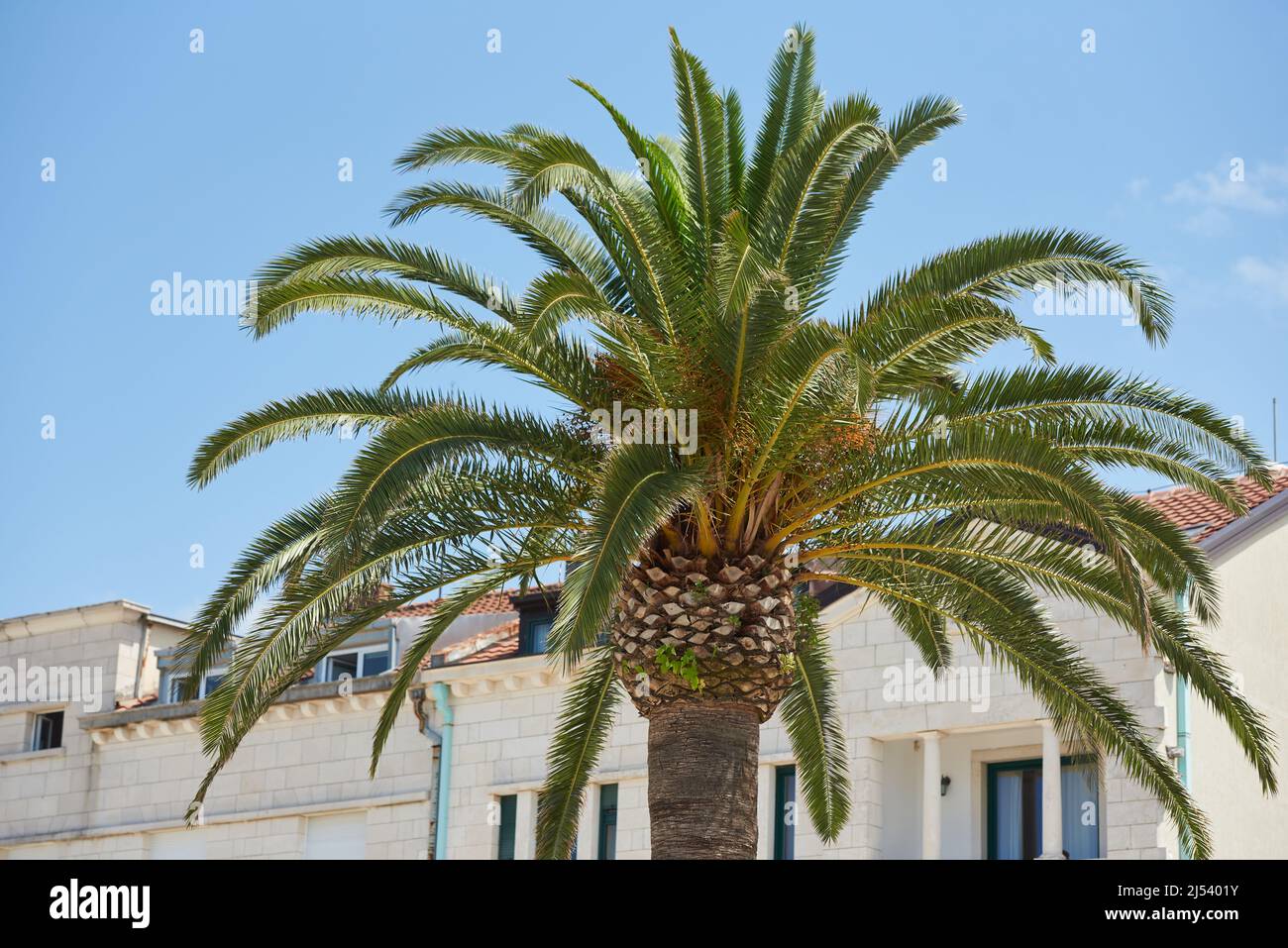 Palma vivace sullo sfondo dell'edificio e il cielo blu Foto Stock