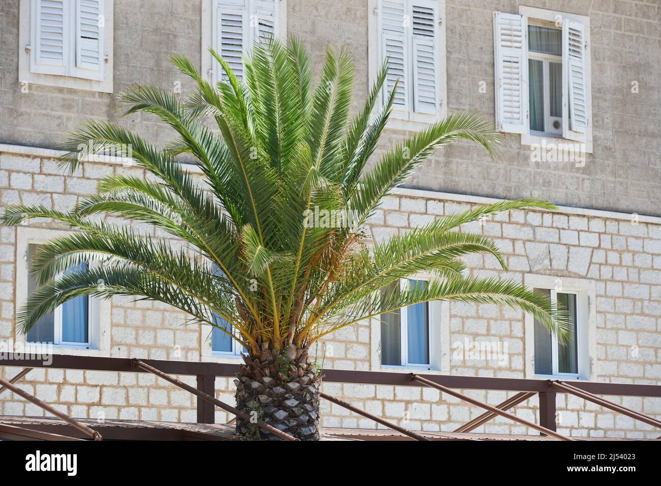 Palma vivace sullo sfondo dell'edificio in europa Foto Stock