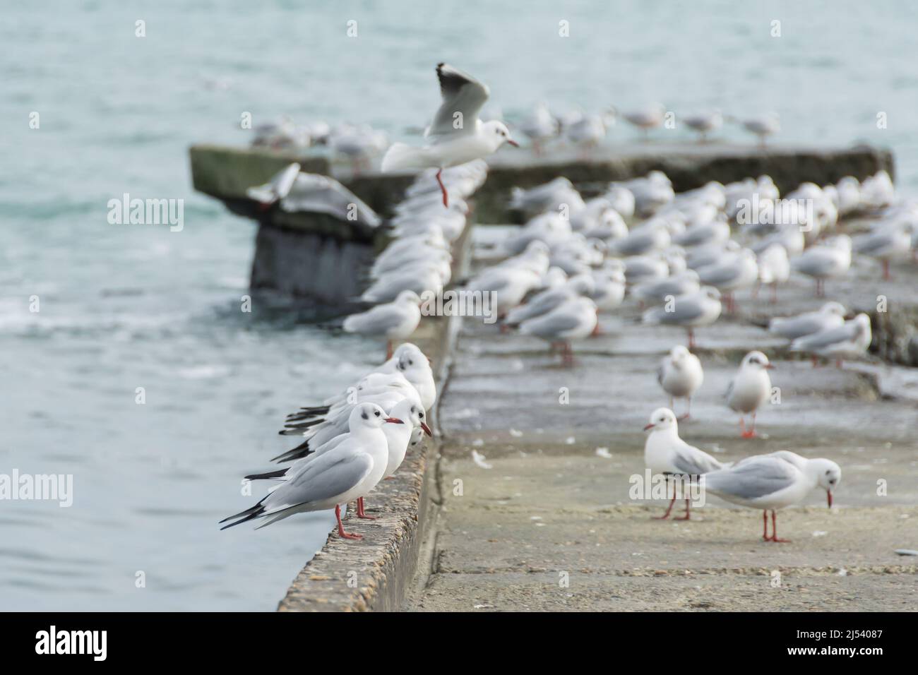 I gabbiani si siedono in un gregge su una frangiflutti di cemento sulla riva del mare Foto Stock