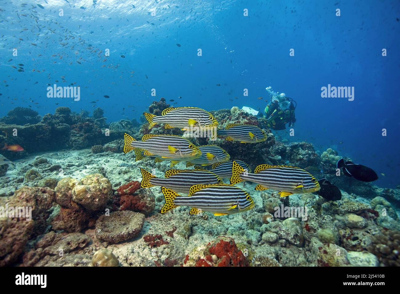 Un subacqueo con Oriental Sweetlipps, Plectorhinchus vittatus, Haemulidae, Maldive, Oceano Indiano, Asia Foto Stock