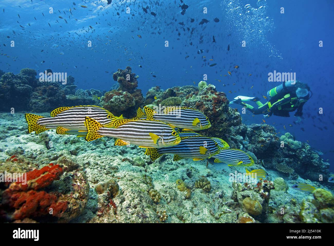Un subacqueo con Oriental Sweetlipps, Plectorhinchus vittatus, Haemulidae, Maldive, Oceano Indiano, Asia Foto Stock