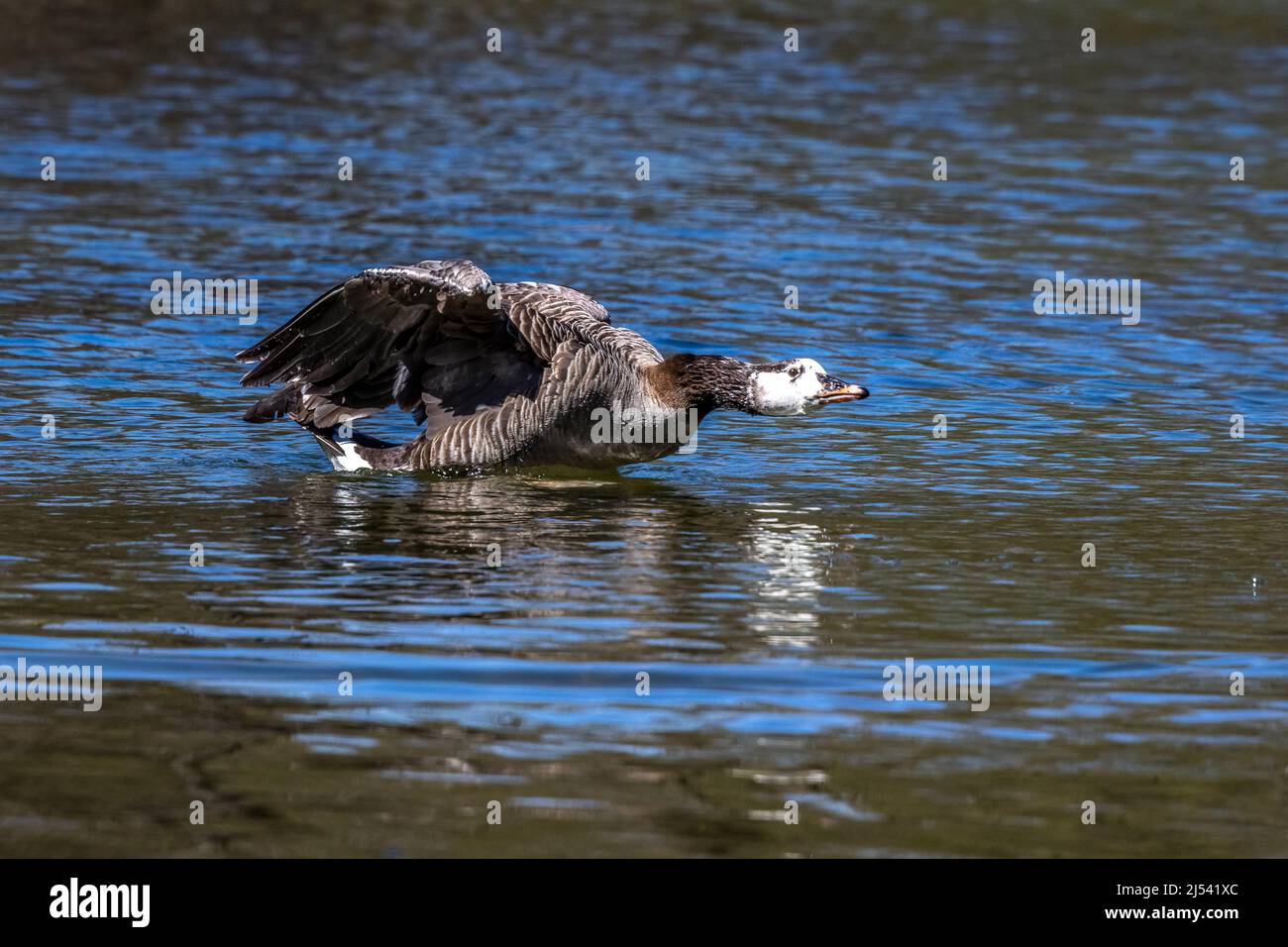 L'oca di Barnacle, leucopsis di Branta in un lago vicino a Monaco in Germania. Appartiene al genere Branta di oche nere, che contiene specie con in gran parte Foto Stock