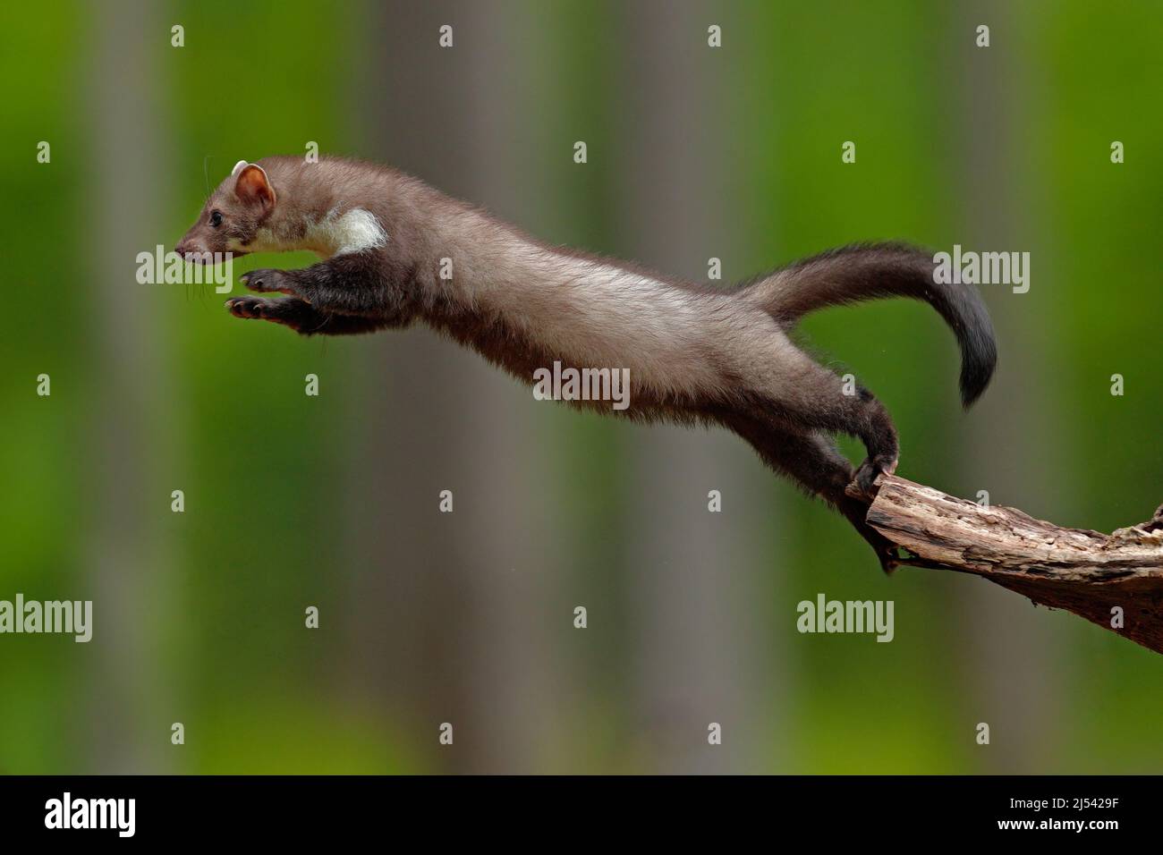 Jumping faggetto martora, piccolo predatore opportunistico, habitat naturale. Martora di pietra, Martes foina, in tipico ambiente forestale europeo. Studio del salto, Foto Stock