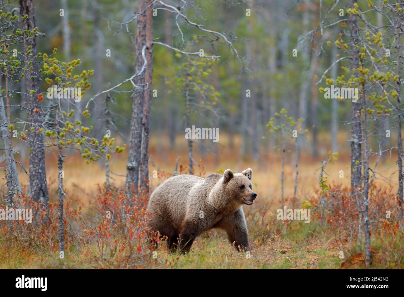 Orso nella foresta. Bellissimo orso bruno grande camminare intorno al lago  con colori autunnali. Animale pericoloso nella foresta naturale e habitat  dei prati. Fauna selvatica s Foto stock - Alamy