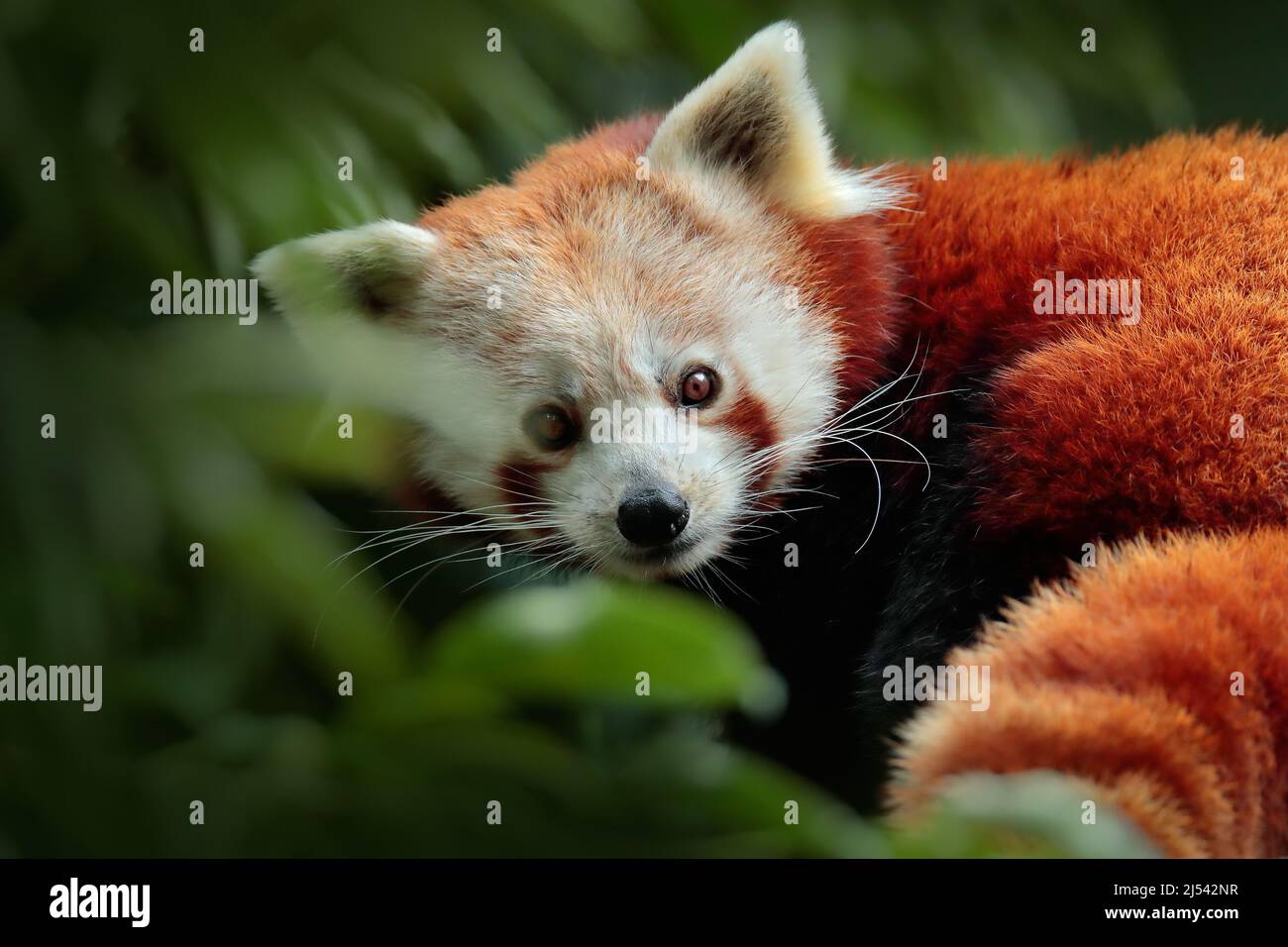 Bella panda rossa adagiata sull'albero con foglie verdi. Panda rosso, Ailurus fulgens, in habitat. Dettaglio ritratto viso di animale dalla Cina. Fauna selvatica s Foto Stock