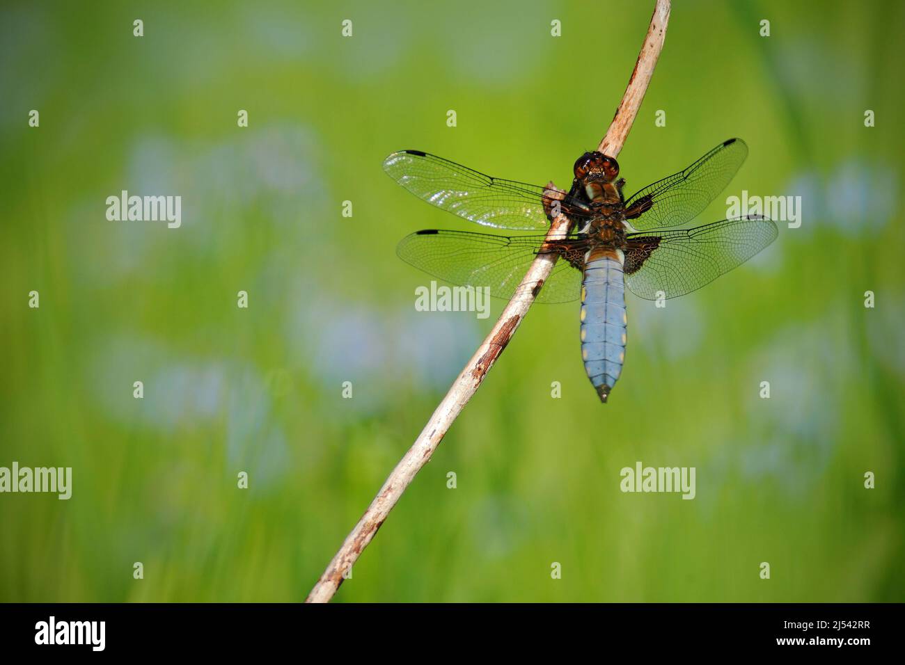 Chaser di corpo ampio, Libellula depressia. Foto macro della libellula in partenza. Dragonfly nella natura. Dragonfly nell'habitat naturale. Fauna selvatica s Foto Stock