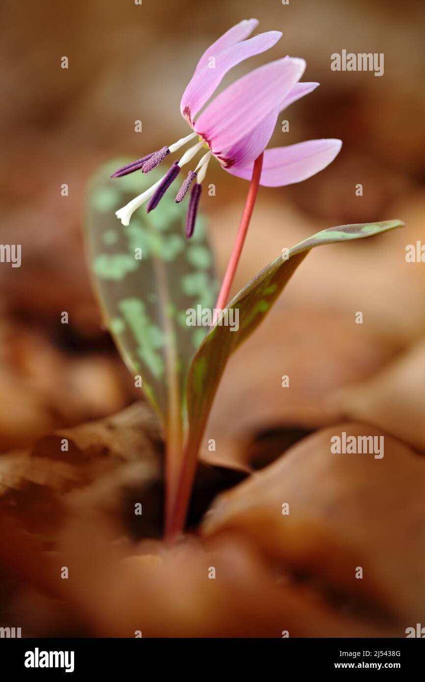 Primavera nella natura. Fiore rosa selvatico, violetto del dente del cane o violetto del dente del cane, Erythronium dens-canis, fiore rosa nelle foglie d'arancio d'autunno, Germania Foto Stock