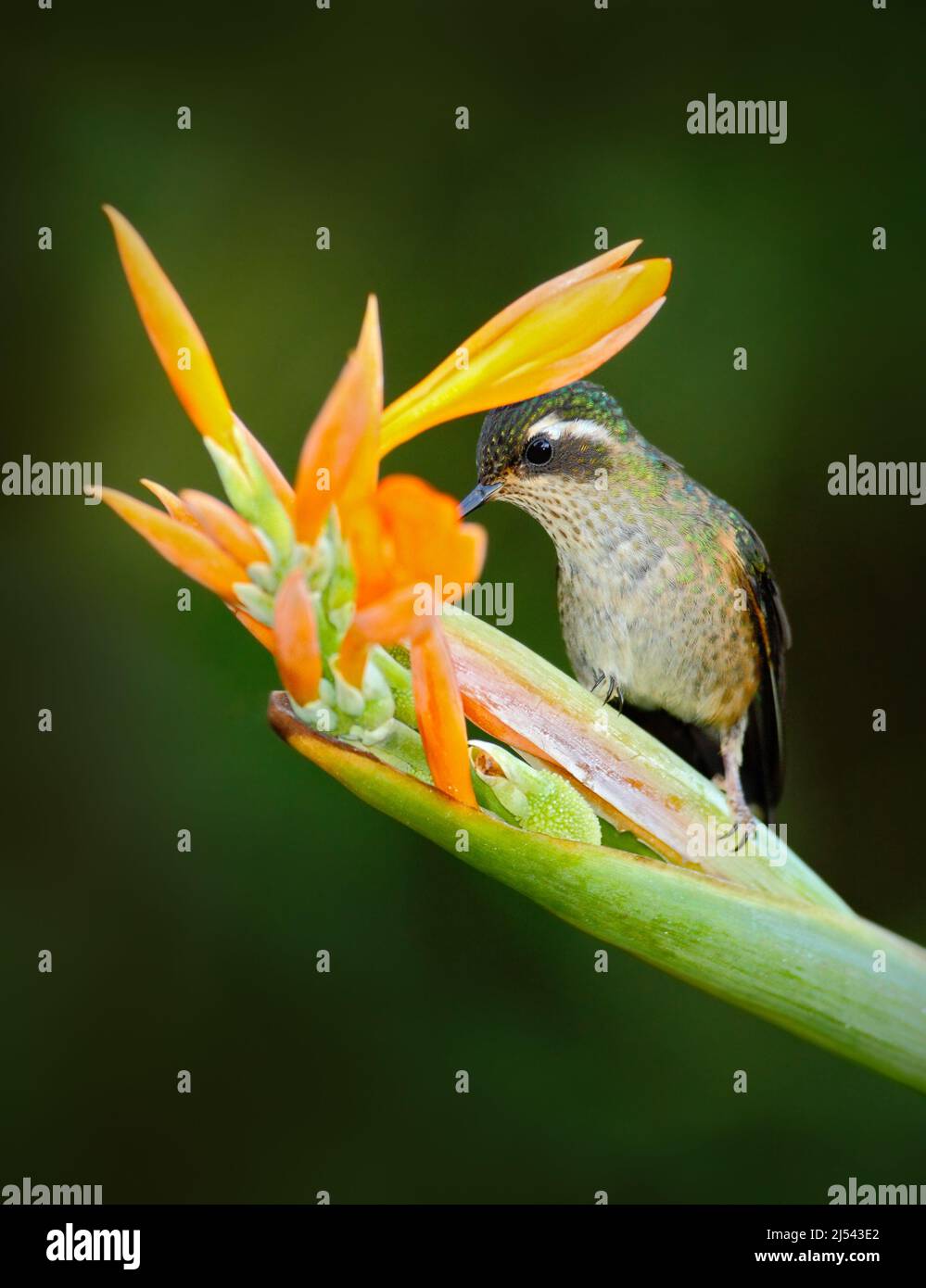 Hummingbird verde con fiore giallo, succhiare nettare. Hummingbird macchiato, Adelomia melanogenys, hummingbird nella foresta tropicale della Colombia, uccello lucido Foto Stock