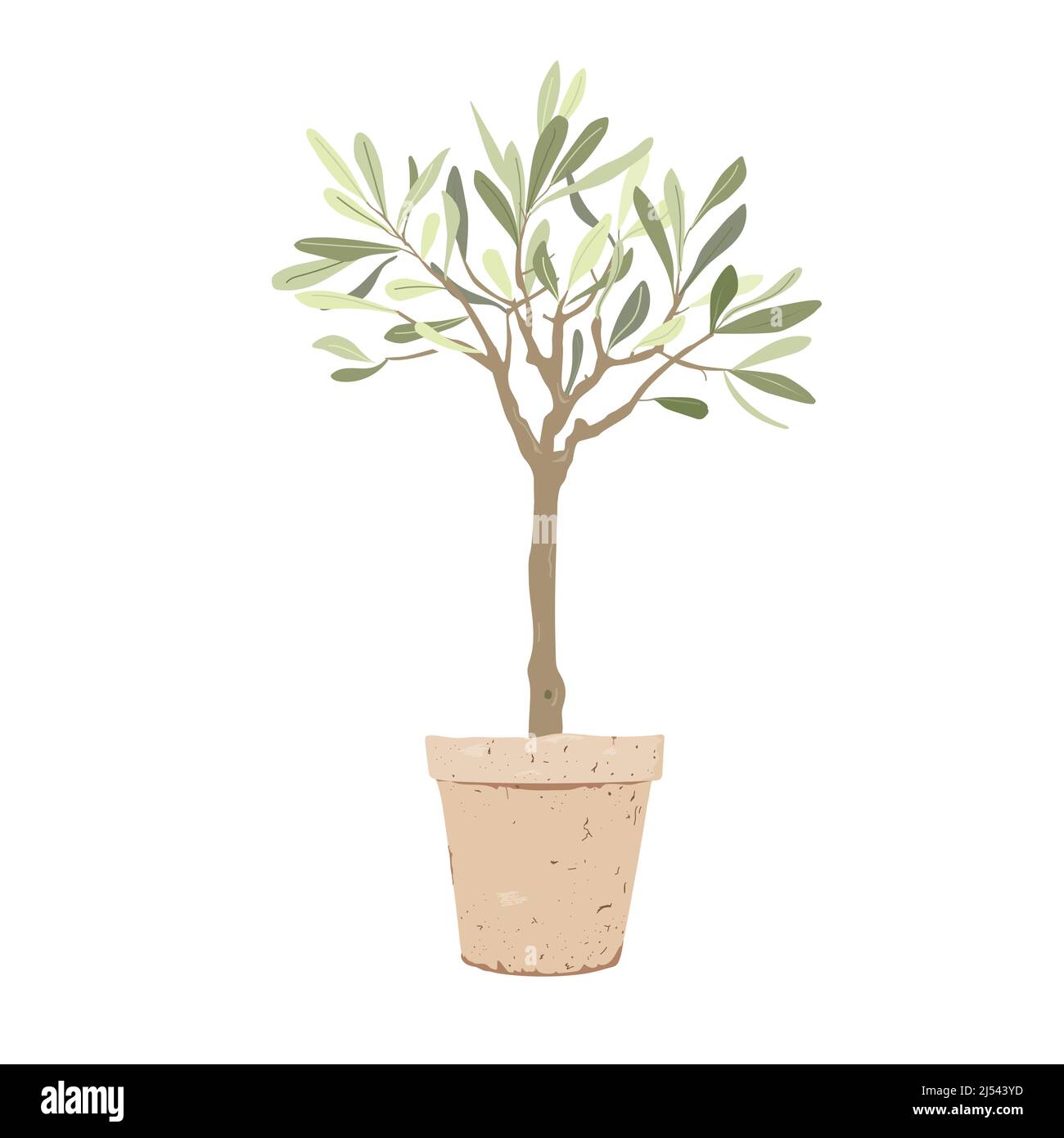 Albero di olive con in elegante vaso di argilla isolato su sfondo bianco. Elemento decoratore per piante domestiche. Illustrazione Vettoriale