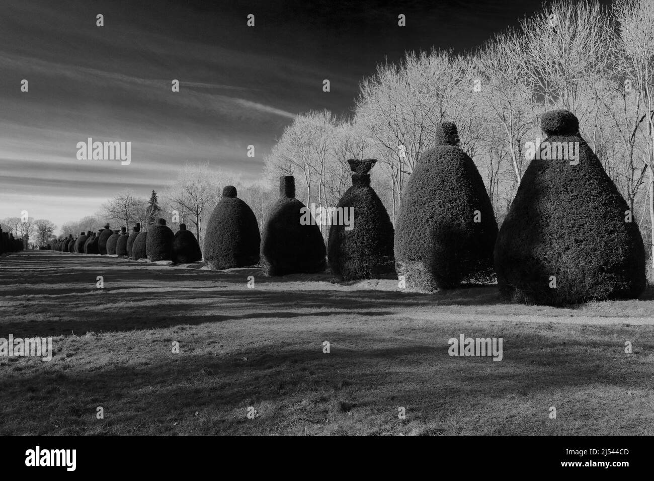 The Yew Tree Avenue at Clipsham Village; Rutland; Inghilterra; Regno Unito Foto Stock