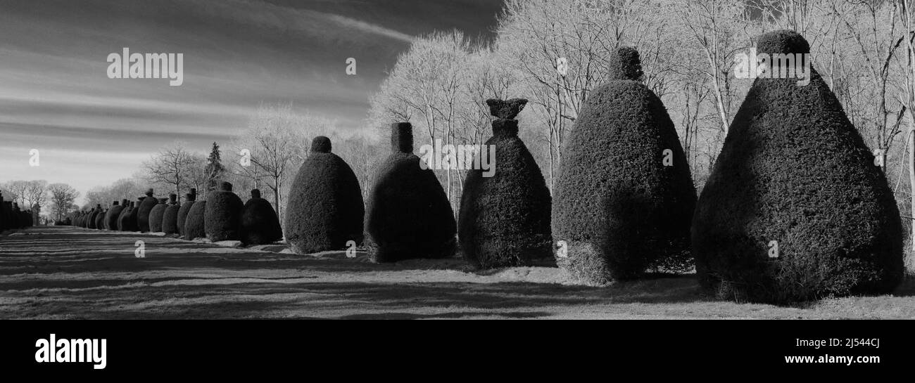 The Yew Tree Avenue at Clipsham Village; Rutland; Inghilterra; Regno Unito Foto Stock