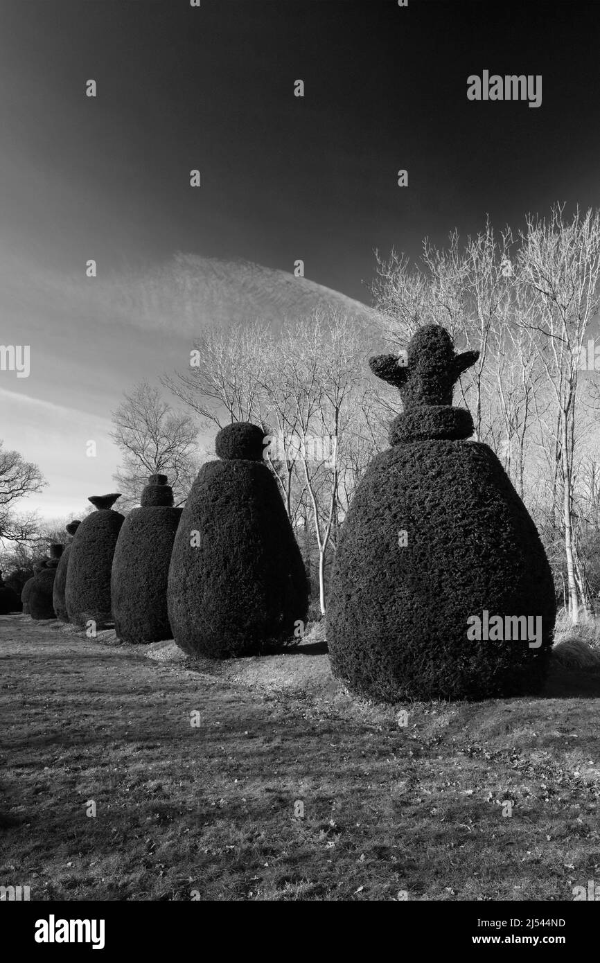 The Yew Tree Avenue at Clipsham Village; Rutland; Inghilterra; Regno Unito Foto Stock