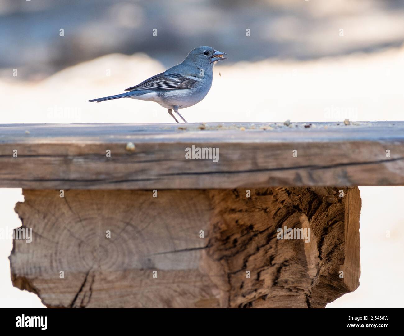 Blue Chaffinch, (Fringilla teydea) a Tenerife, Isole Canarie, Spagna Foto Stock