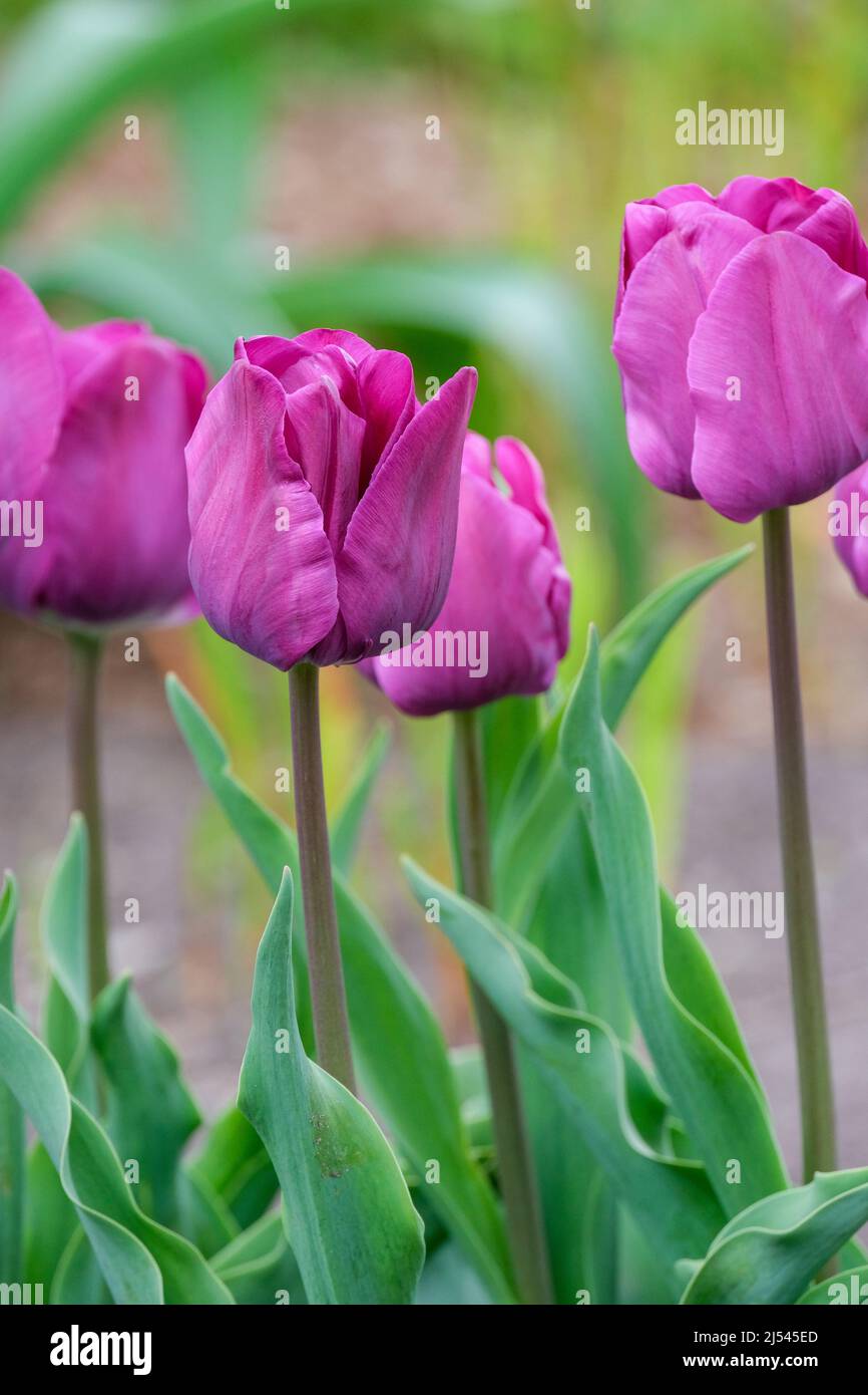 Tulipa 'Negrita', tulipano 'Negrita'. Tulipani viola profondi con sfondo sfocato Foto Stock