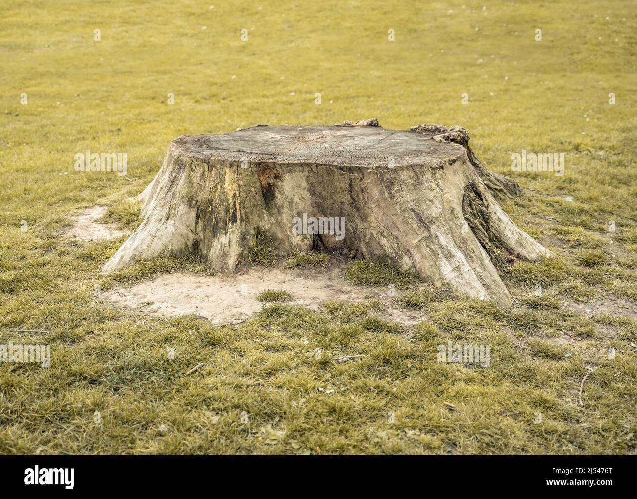 New Barnet, Londra, Regno Unito - 11 aprile 2022: Un ceppo di albero si siede tra un po' di erba verde. Foto Stock