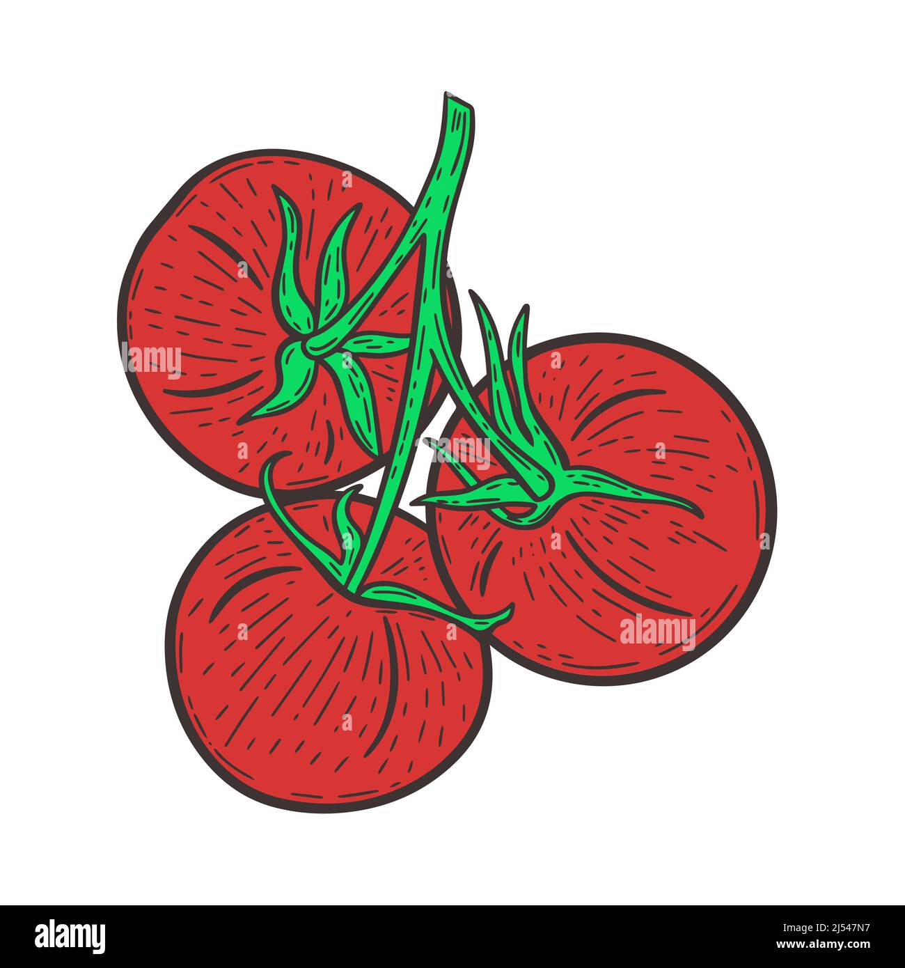 Pomodori rossi su un ramoscello disegno a mano incisione vintage vettore illustrazione Illustrazione Vettoriale