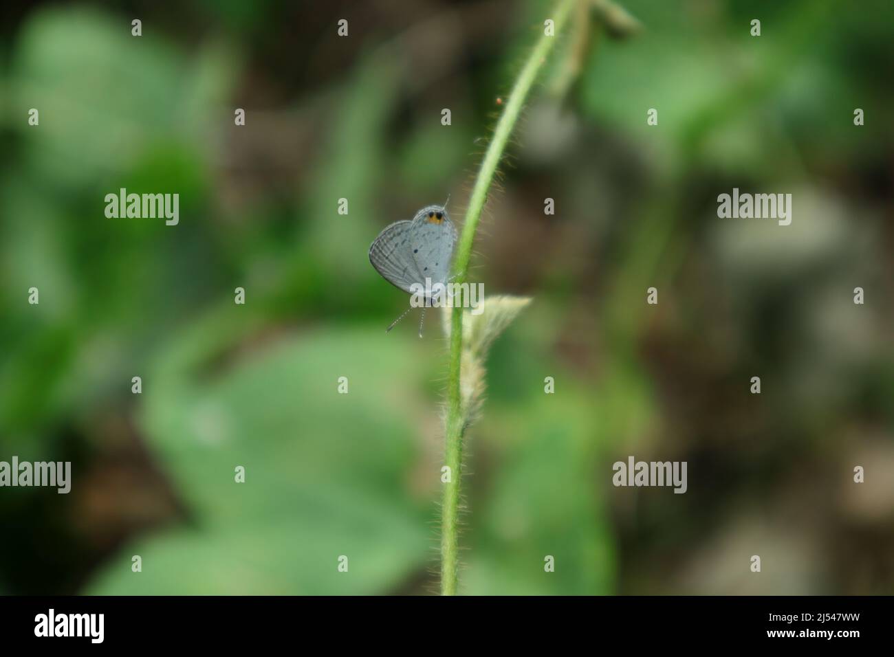 Una farfalla Gram blu ( Euchrysops cnejus) che guarda verso il basso mentre arroccato su un gambo di vite peloso appeso verticalmente Foto Stock