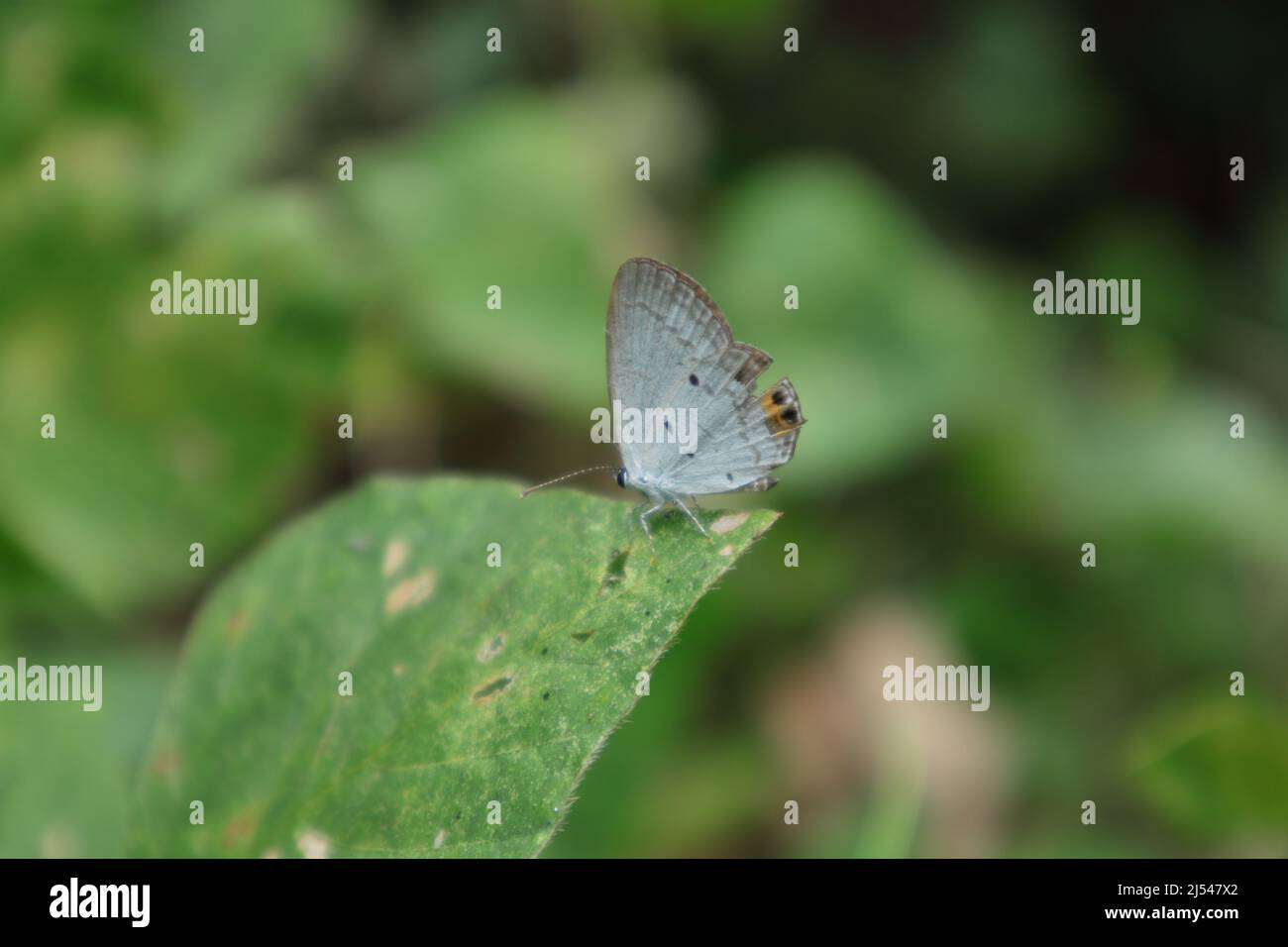 Vista laterale di una farfalla blu di Gram (Euchrysops cnejus) sopra una punta di foglia selvaggia Foto Stock