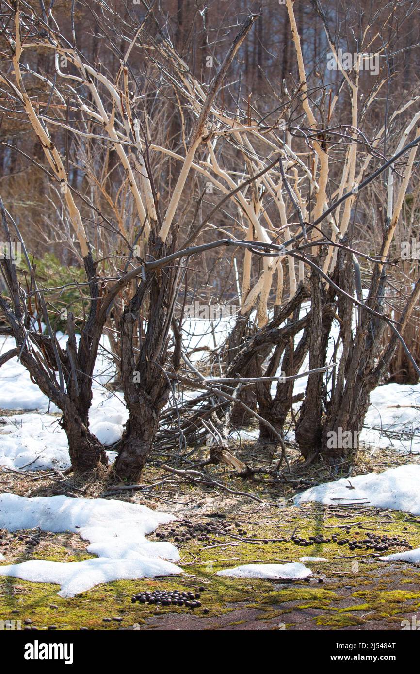Cespugli spogliati di corteccia da cervi che si nutrono per il cibo in inverno, Hokkaido Foto Stock
