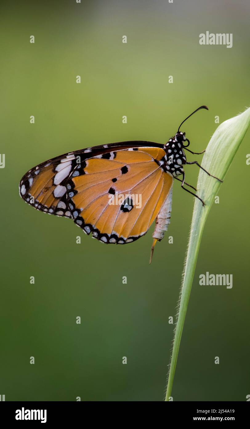 La farfalla maschio della tigre semplice si siede in un'erba Foto Stock