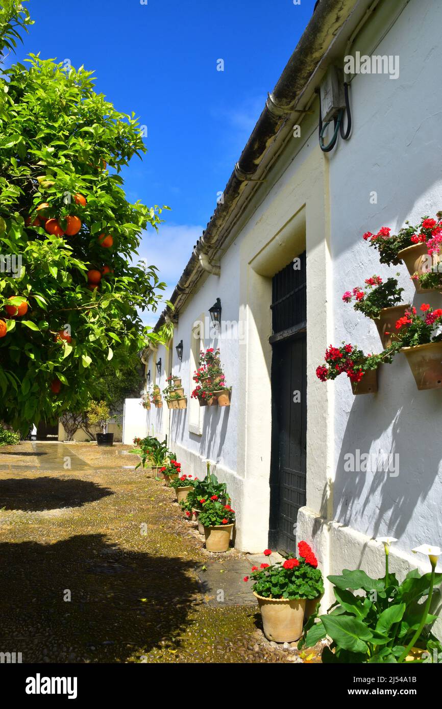 Jerez de la Frontera, Andalusia, Spagna Foto Stock