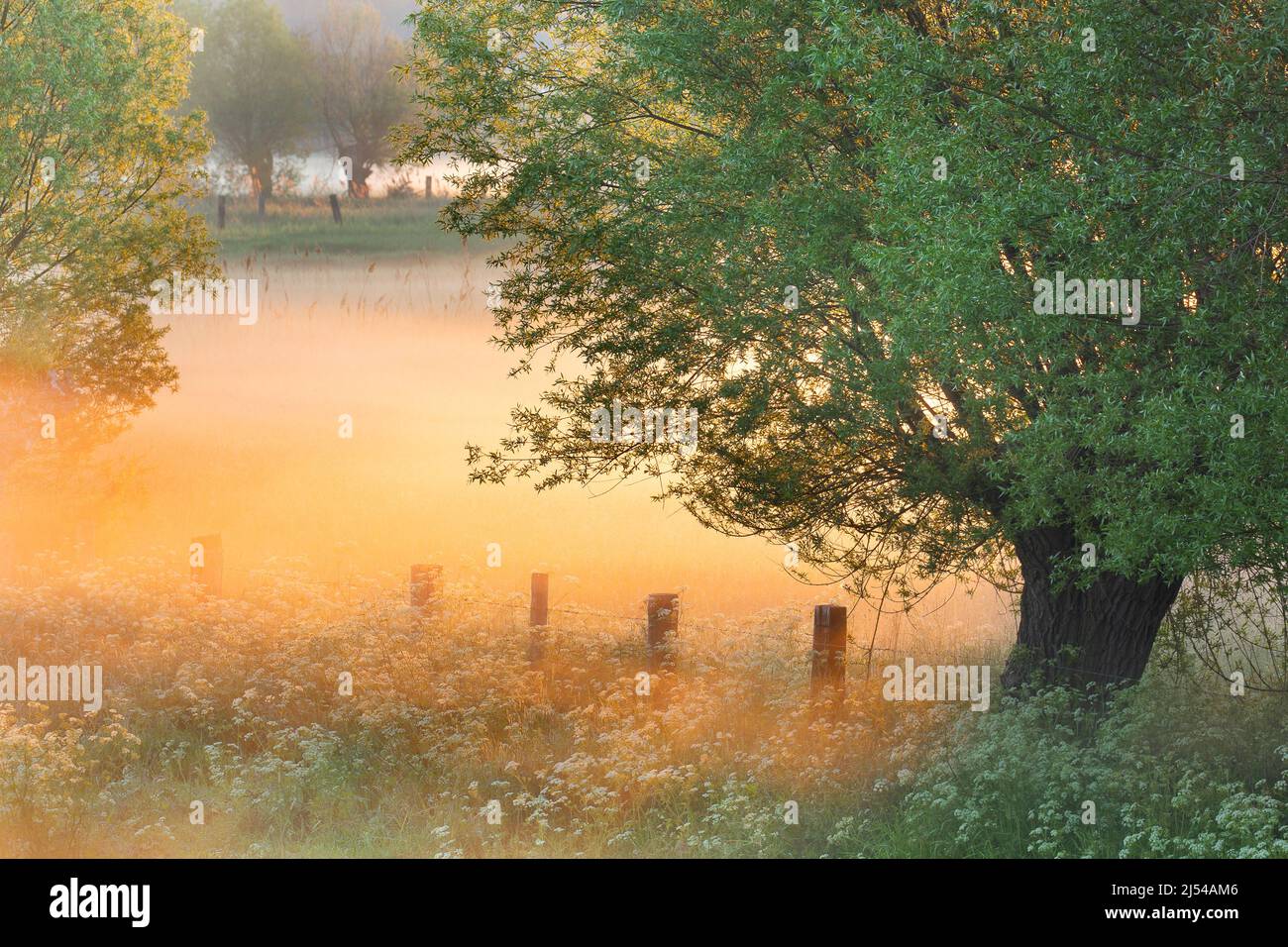 Willows nella valle del fiume Scheldt, Belgio, Fiandre Orientali, Scheldevallei, Heurne Foto Stock