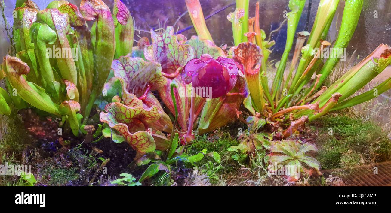 pianta di caraffa settentrionale (Sarracenia purpurea), fioritura Foto Stock