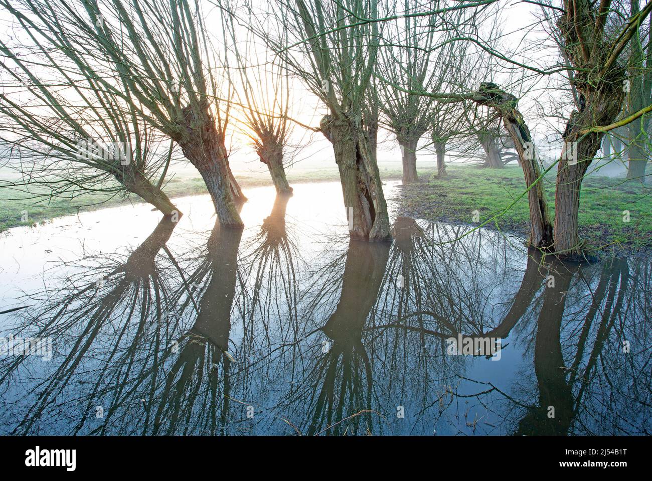 Pollard Willow alberi in zona allagata, Belgio, Fiandre Occidentali, Leiemeersen, Waregem Foto Stock