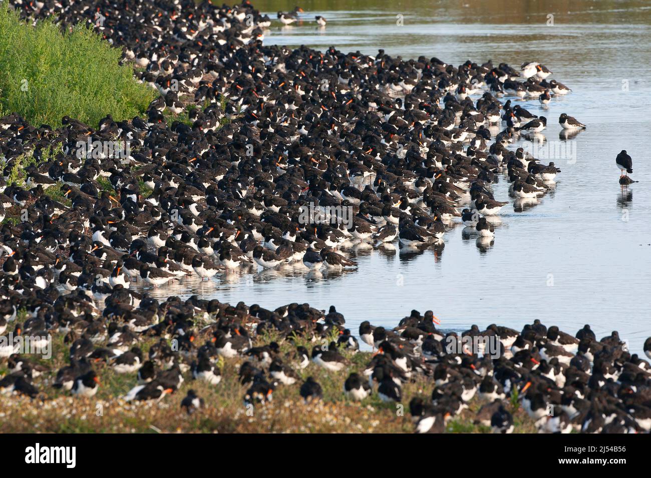 Ostercatcher palaeartico (Haematopus ostralegus), gregge di riposo sulla costa, Regno Unito, Inghilterra, Norfolk Foto Stock