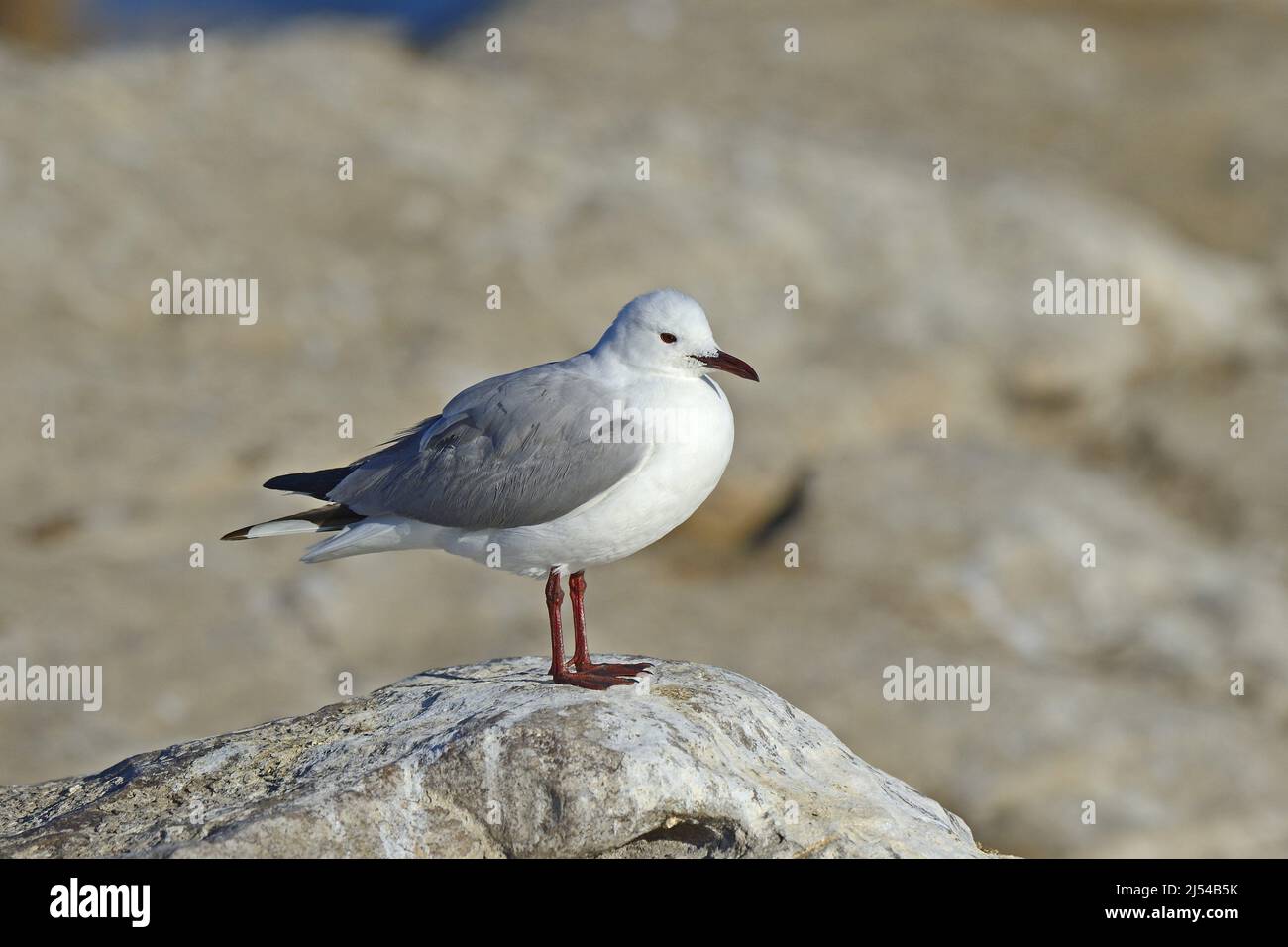 Gull di Hartlaub, Gull re (Chromicocephalus hartlaubii, Larus hartlaubii), sorge su una roccia, Sud Africa, Capo Occidentale, Lamberts Bay Foto Stock