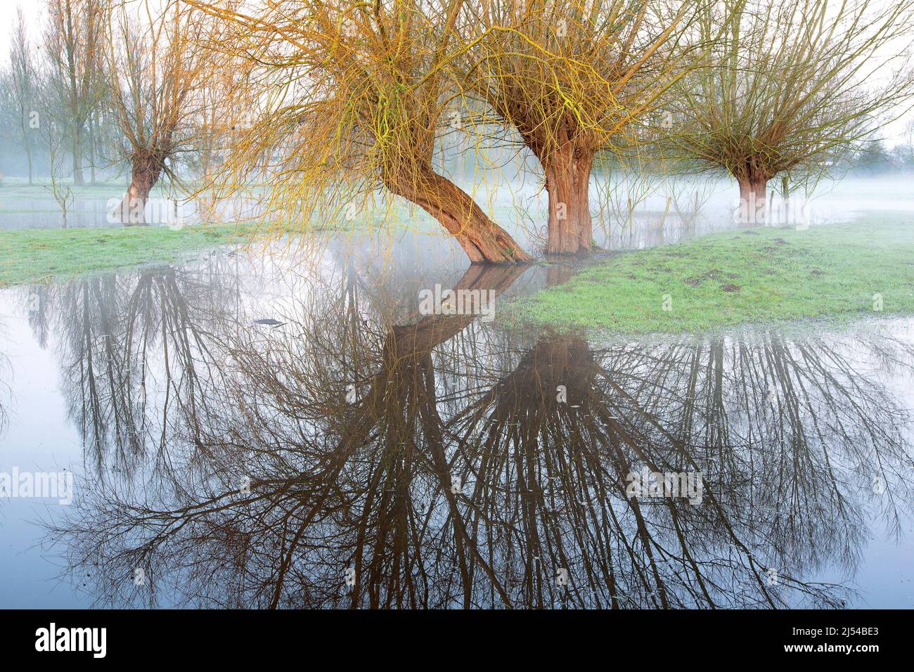 Pollard Willow alberi in zona allagata, Belgio, Fiandre Occidentali, Leiemeersen, Waregem Foto Stock