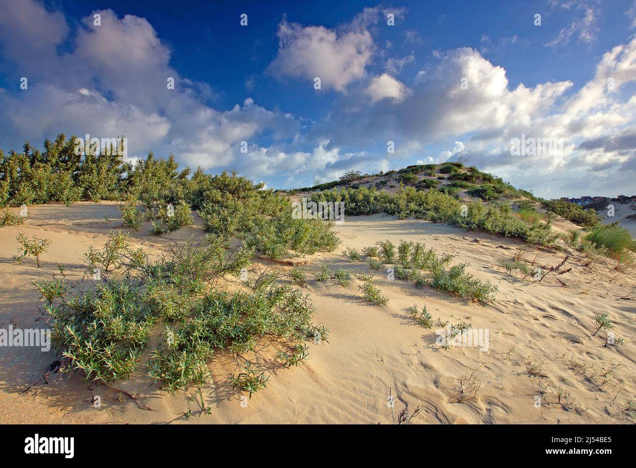 Paesaggio delle dune sulla costa del Mare del Nord, Belgio, Fiandre Occidentali, Riserva Naturale De Westhoek, De Panne Foto Stock