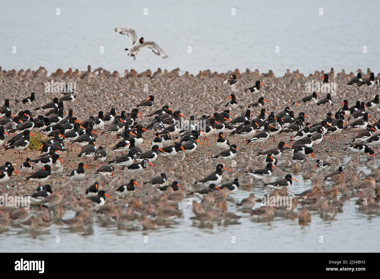 Ostercatcher palaeartico (Haematopus ostralegus), gregge di riposo sulla costa, Regno Unito, Inghilterra, Norfolk Foto Stock