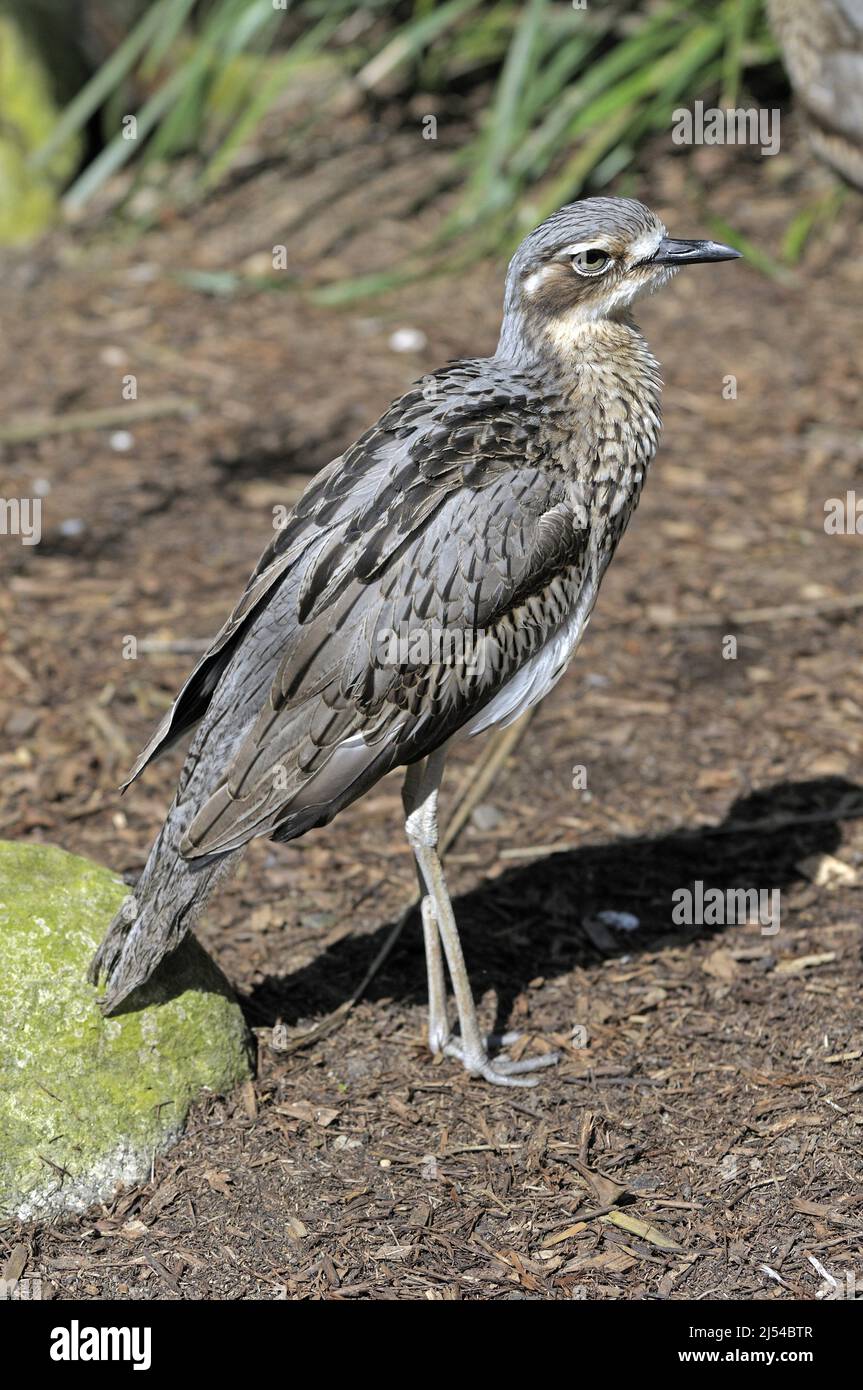 Bush in pietra-curlew, Bush thick-Knee (Burhinus grallarius), si trova a terra, Australia, Queensland Foto Stock