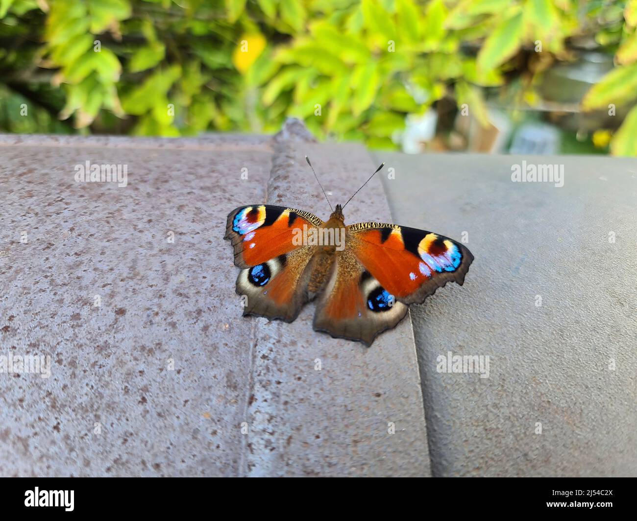 Peacock Butterfly, European Peacock (Inachis io, Nymphalis io, Aglais io), siede su un muro, Germania Foto Stock