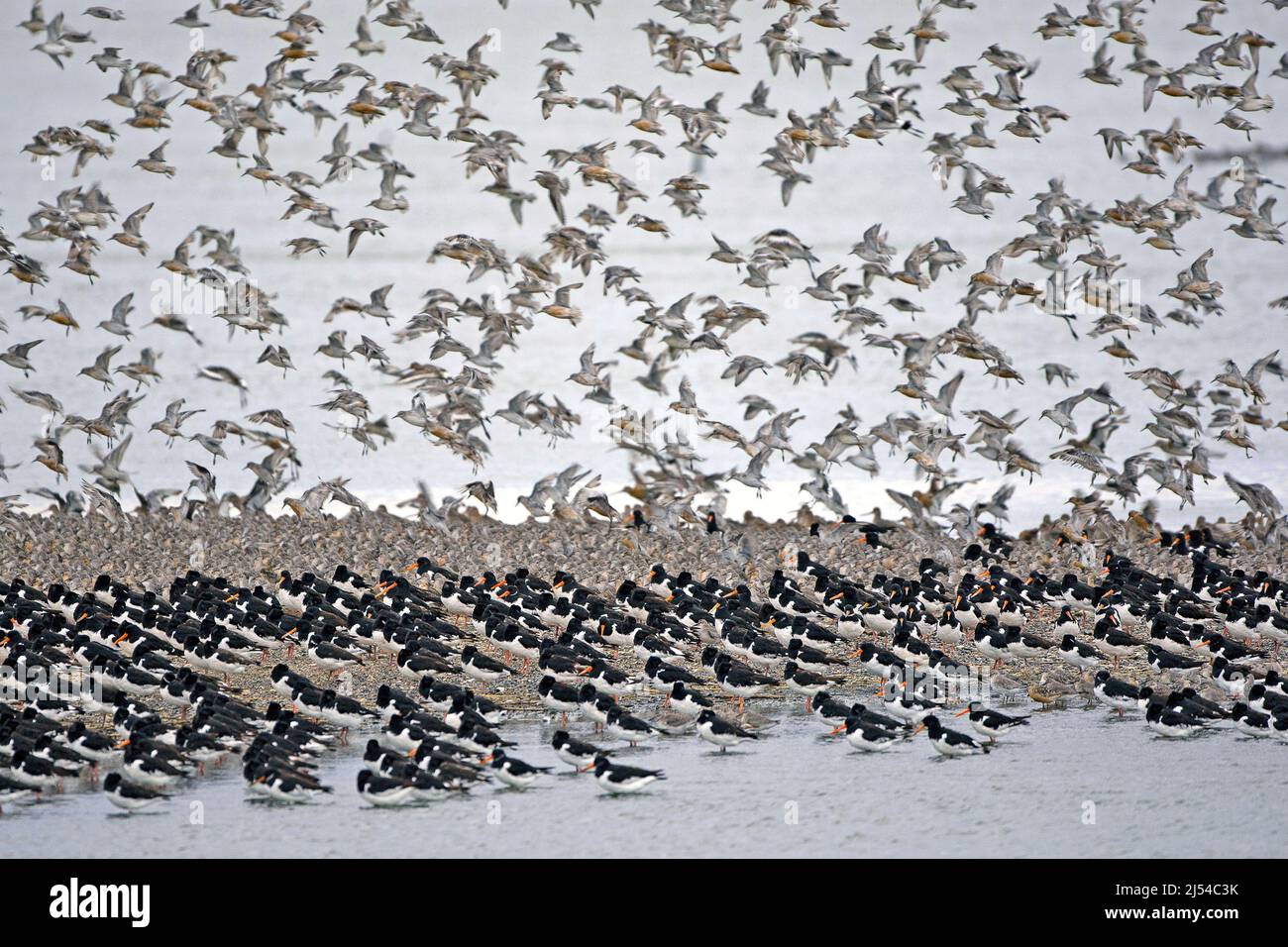 Ostercatcher palaeartico (Haematopus ostralegus), gregge di riposo sulla costa, Regno Unito, Inghilterra, Norfolk Foto Stock