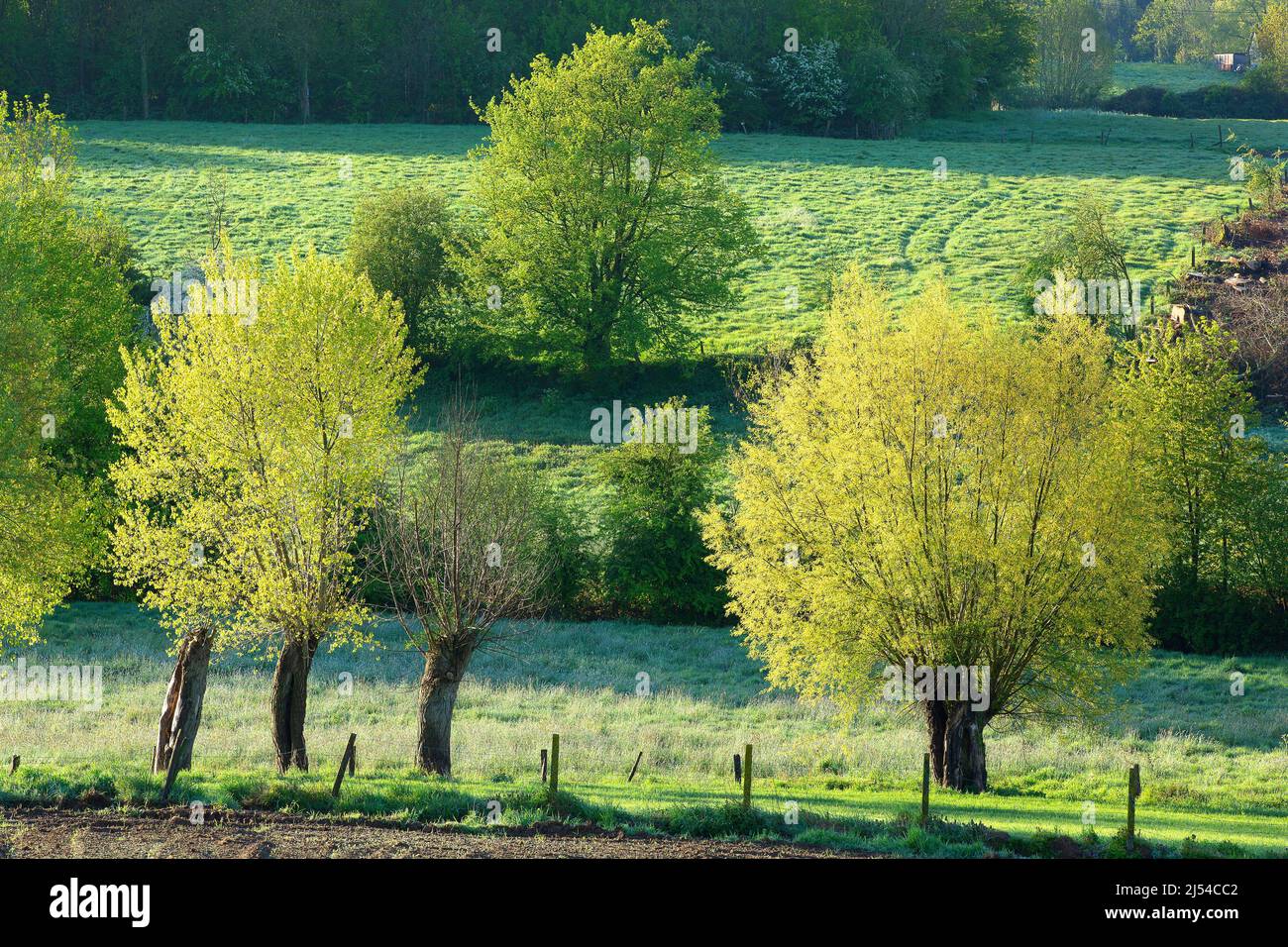 Bocage paesaggio con salici pollard, Belgio, Fiandre Orientali, Zegelsem, Burreken Foto Stock