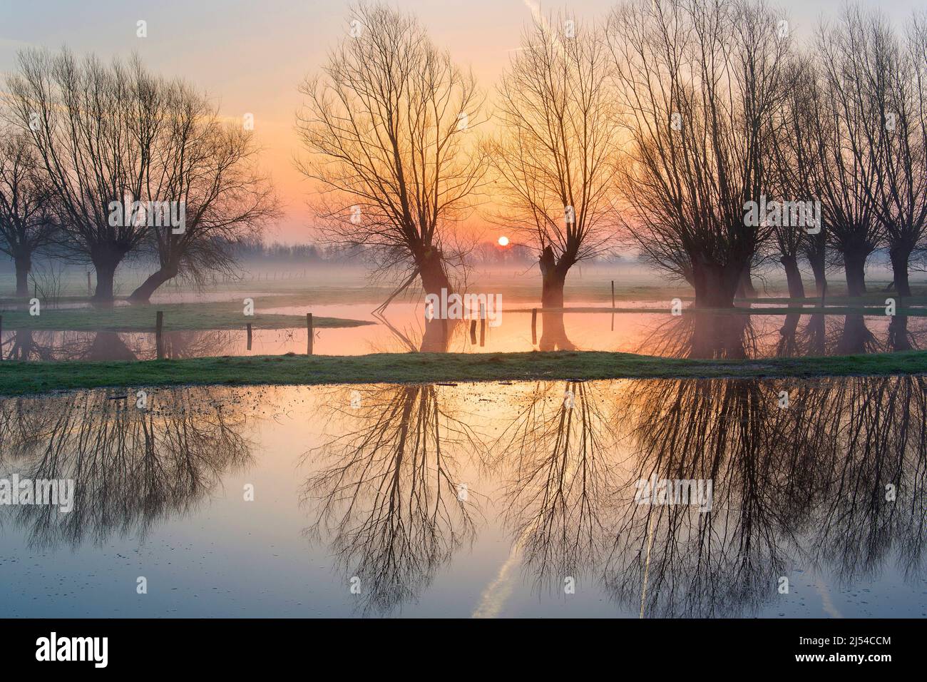 Alberi di salice di Pollard in zona allagata all'alba, Belgio, Fiandre Occidentali, Leiemeersen, Waregem Foto Stock