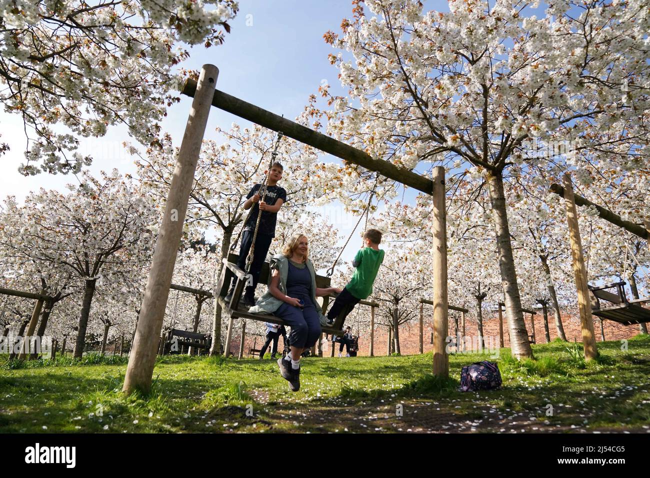 La gente al Giardino di Alnwick in Northumberland ammira il Cherry Orchard, il giardino ha la più grande collezione di 'Taihaku' nel mondo. Composti da 329 alberi, tutti fioriscono insieme per un massimo di due settimane verso la fine di aprile e l'inizio di maggio. Data foto: Mercoledì 20 aprile 2022. Foto Stock