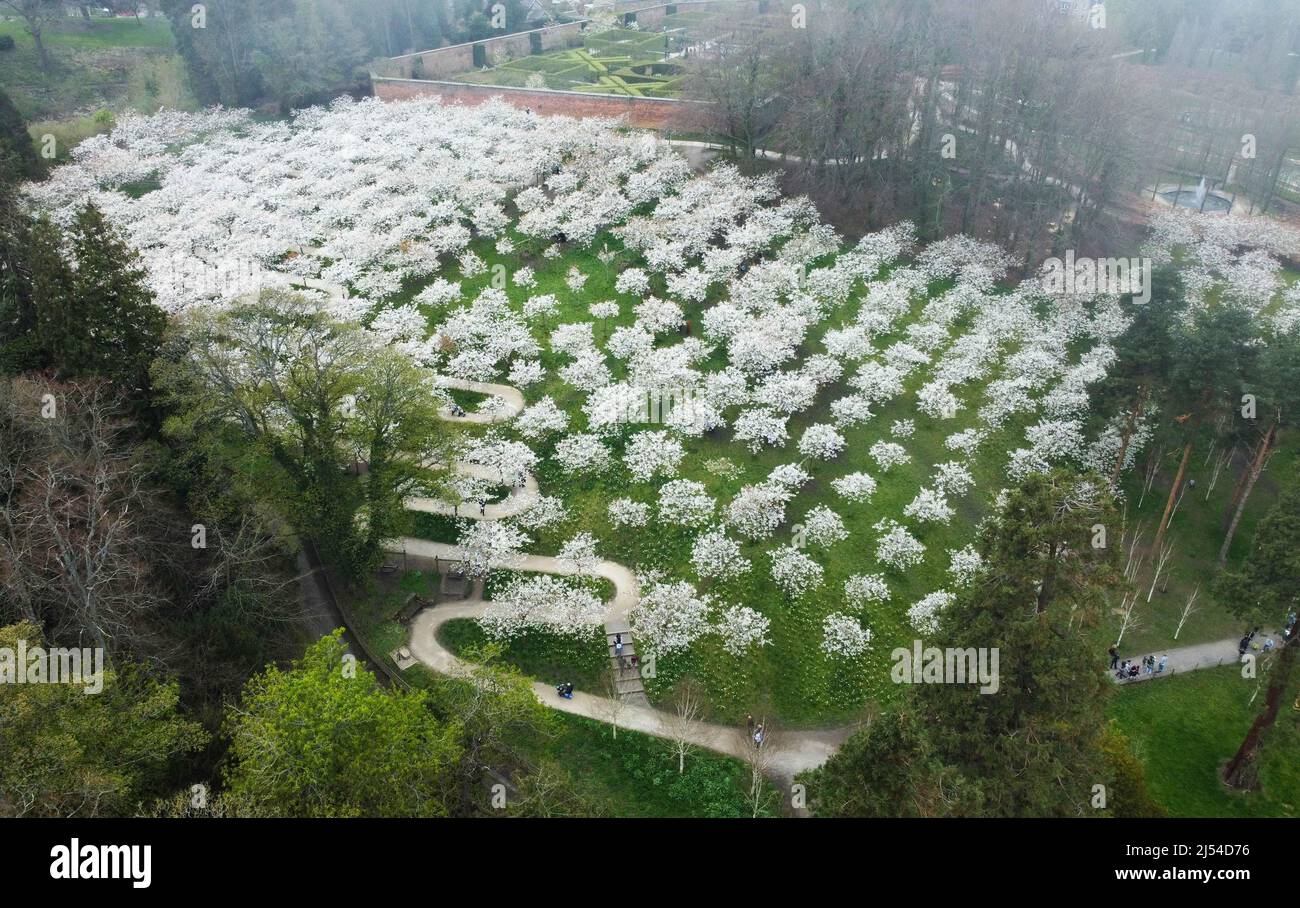 Persone al Giardino di Alnwick nel Northumberland camminano accanto al Cherry Orchard, il giardino ha la più grande collezione di 'Taihaku' nel mondo. Composti da 329 alberi, tutti fioriscono insieme per un massimo di due settimane verso la fine di aprile e l'inizio di maggio. Data foto: Mercoledì 20 aprile 2022. Foto Stock