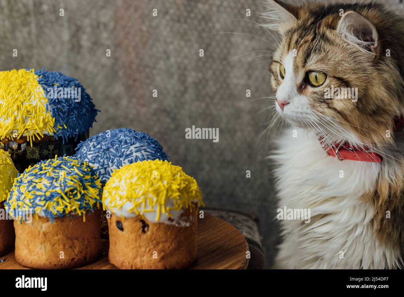 Un bel gatto dai capelli lunghi vicino a dolci di Pasqua decorato nei colori della bandiera Ucraina. Colore giallo blu Foto Stock