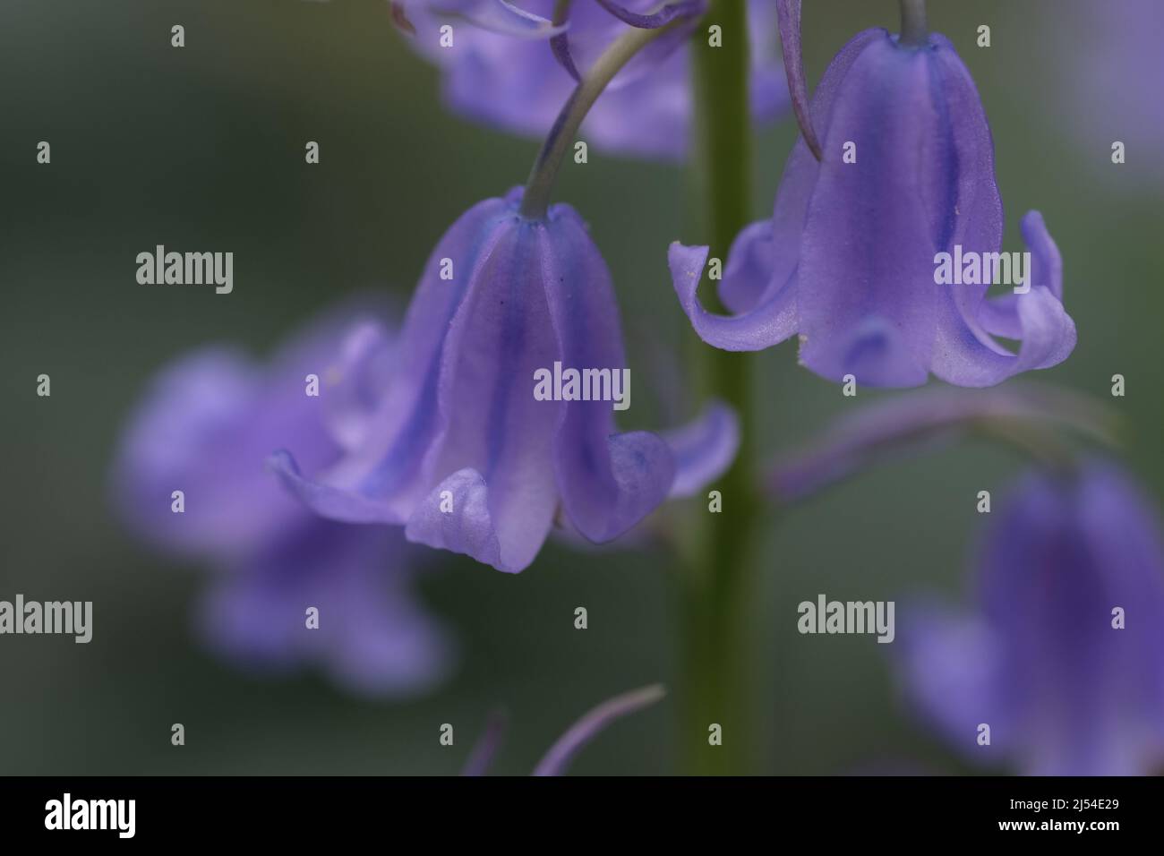 Primo piano Bluebells, messa a fuoco selettiva con sfondo sfocato. Fuoco selettivo di bluebell spagnolo, Hyacinthoides hispanica, Endymion hispanicus o Scilla hispanica è un bulbo perenne fiorito primaverile originario della penisola iberica, sfondo floreale natura. Foto Stock