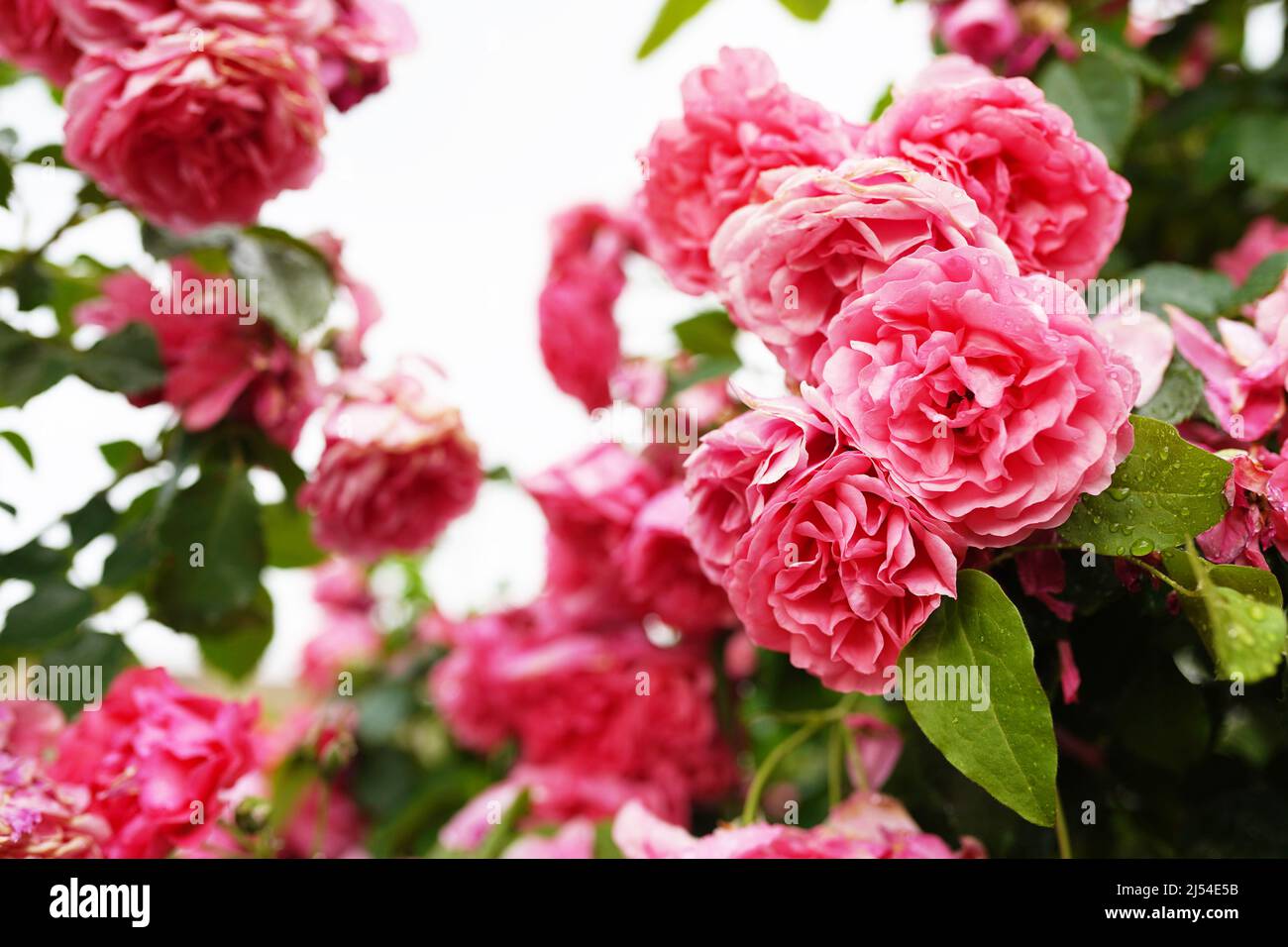 Rose rosa dai colori tenui, realizzate con uno stile sfocato per lo sfondo Foto Stock