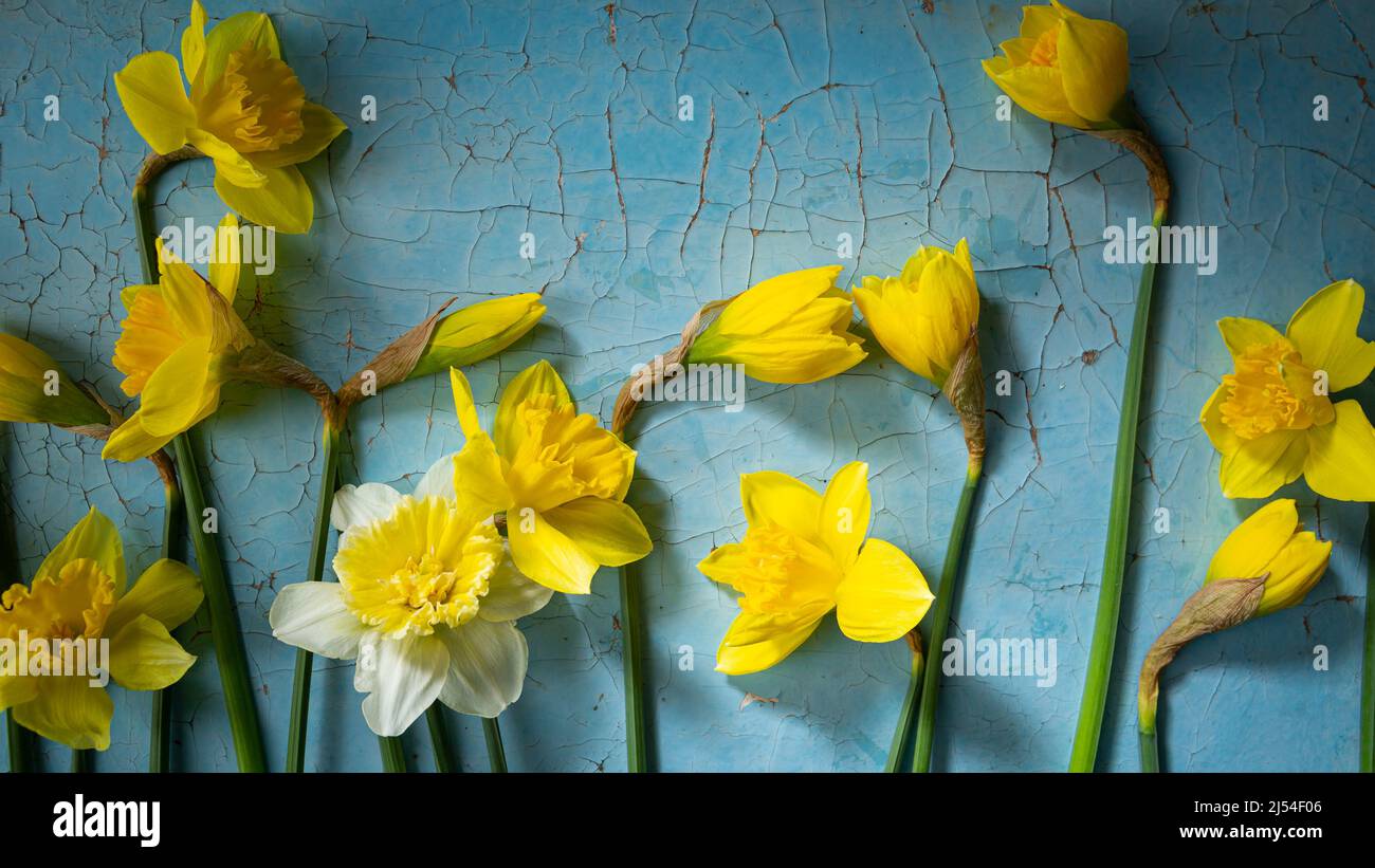 Vista dall'alto dei fiori gialli della molla narcisi sulla superficie blu Foto Stock