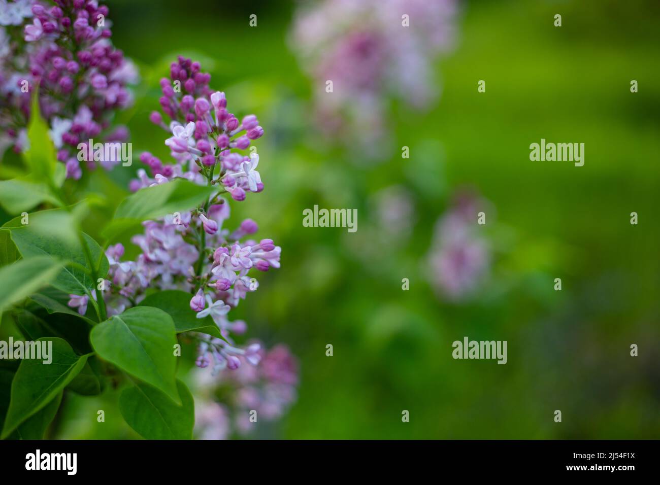 Fiori di lilla nel giardino sfondo naturale Foto Stock