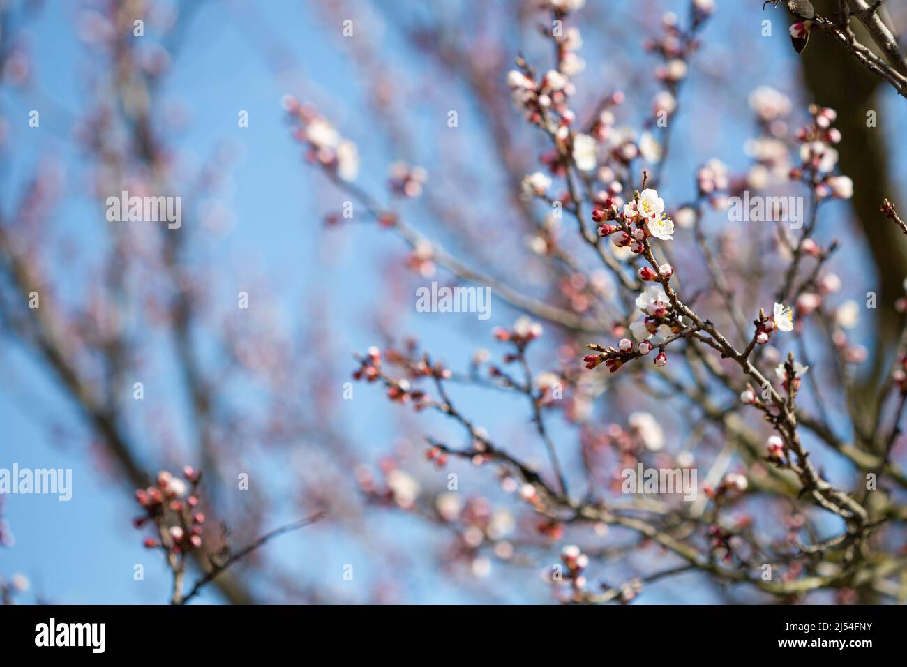 Fiori di primavera su albero di frutta e cielo blu sfondo natura Foto Stock
