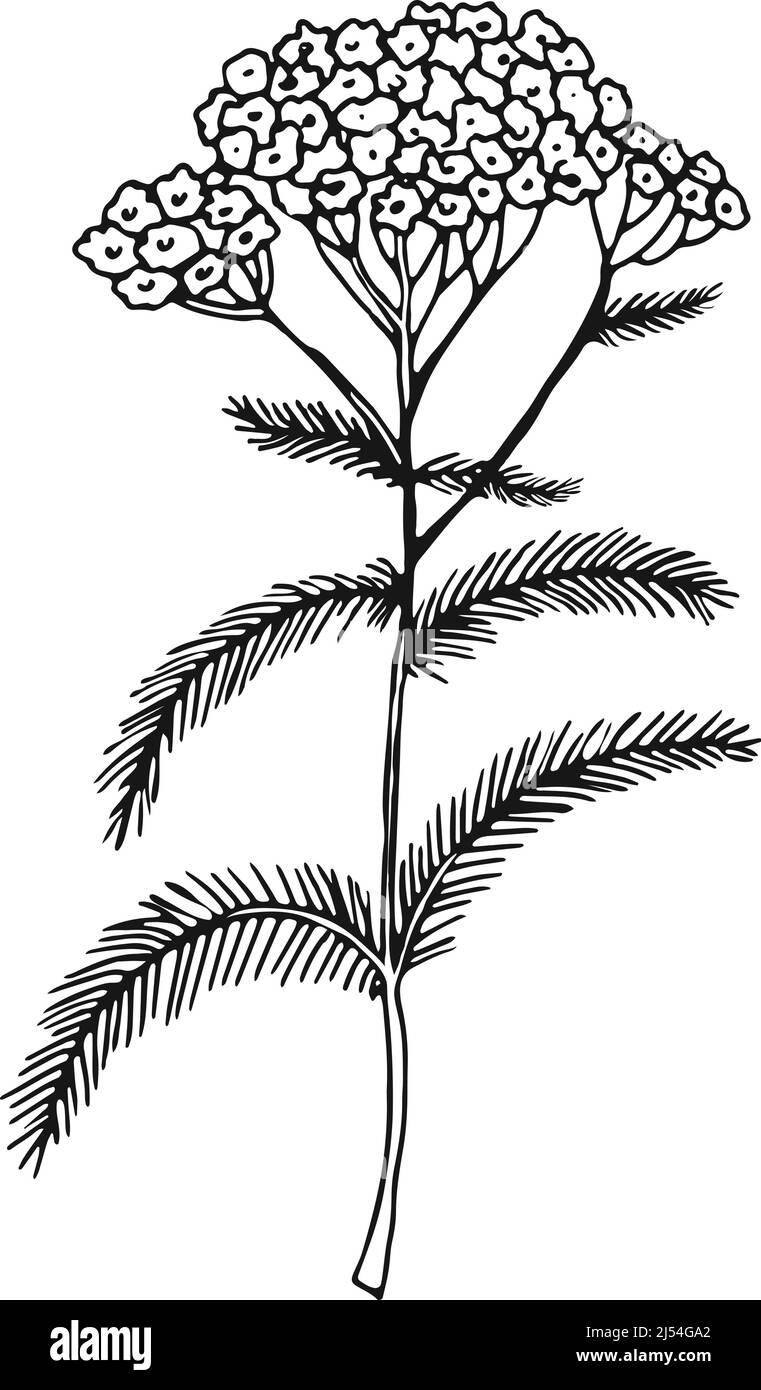 Pianta di yarrow comune. Illustrazione botanica di fiori selvatici Illustrazione Vettoriale