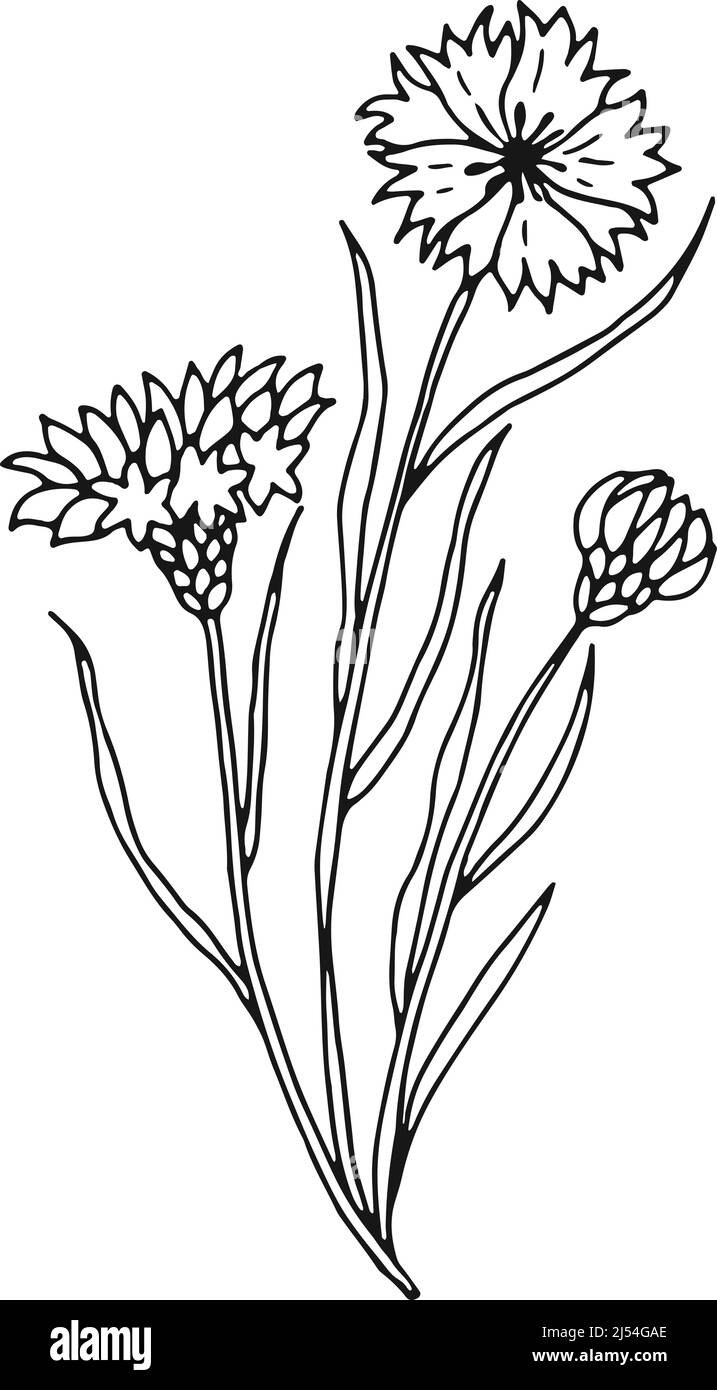 Schizzo Centaurea. Pianta di erbe di fiore di mais disegnata a mano Illustrazione Vettoriale