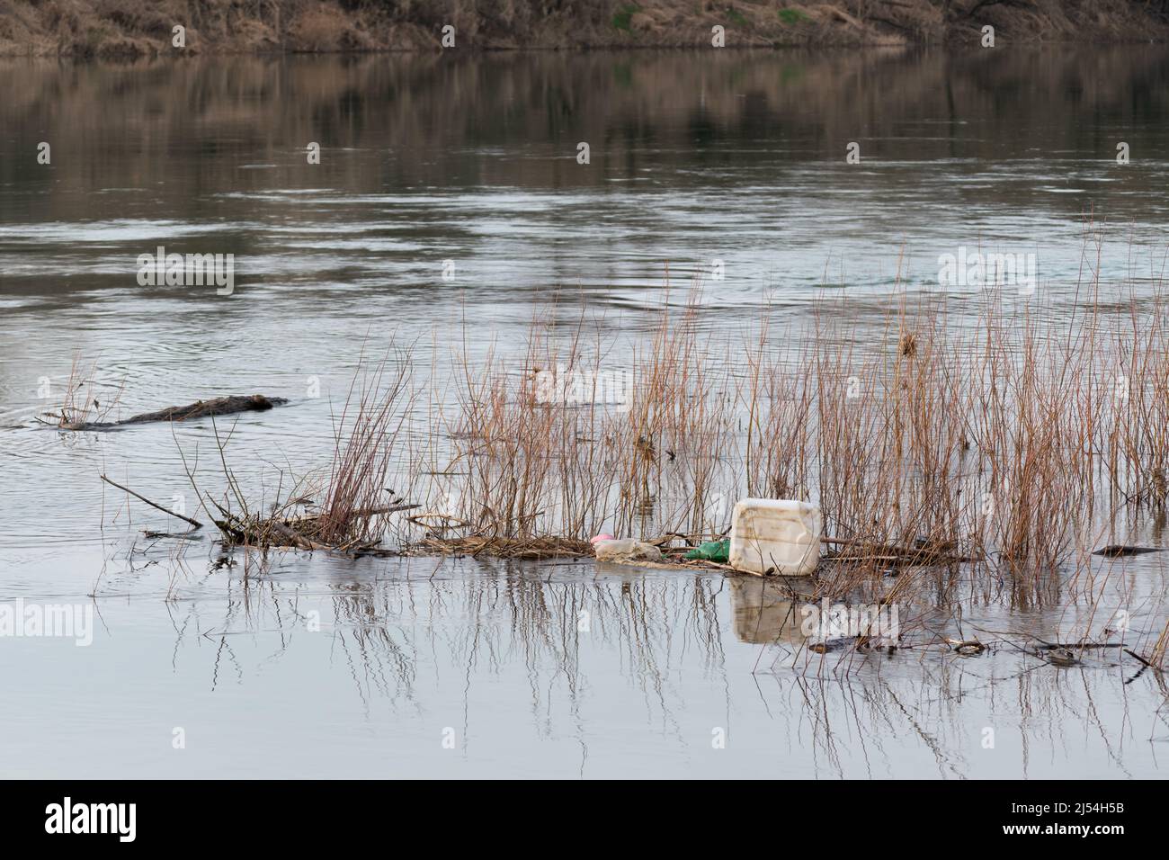 Contenitore in plastica galleggiante su acqua tra reed, rifiuti domestici in plastica problema di inquinamento ambientale Foto Stock
